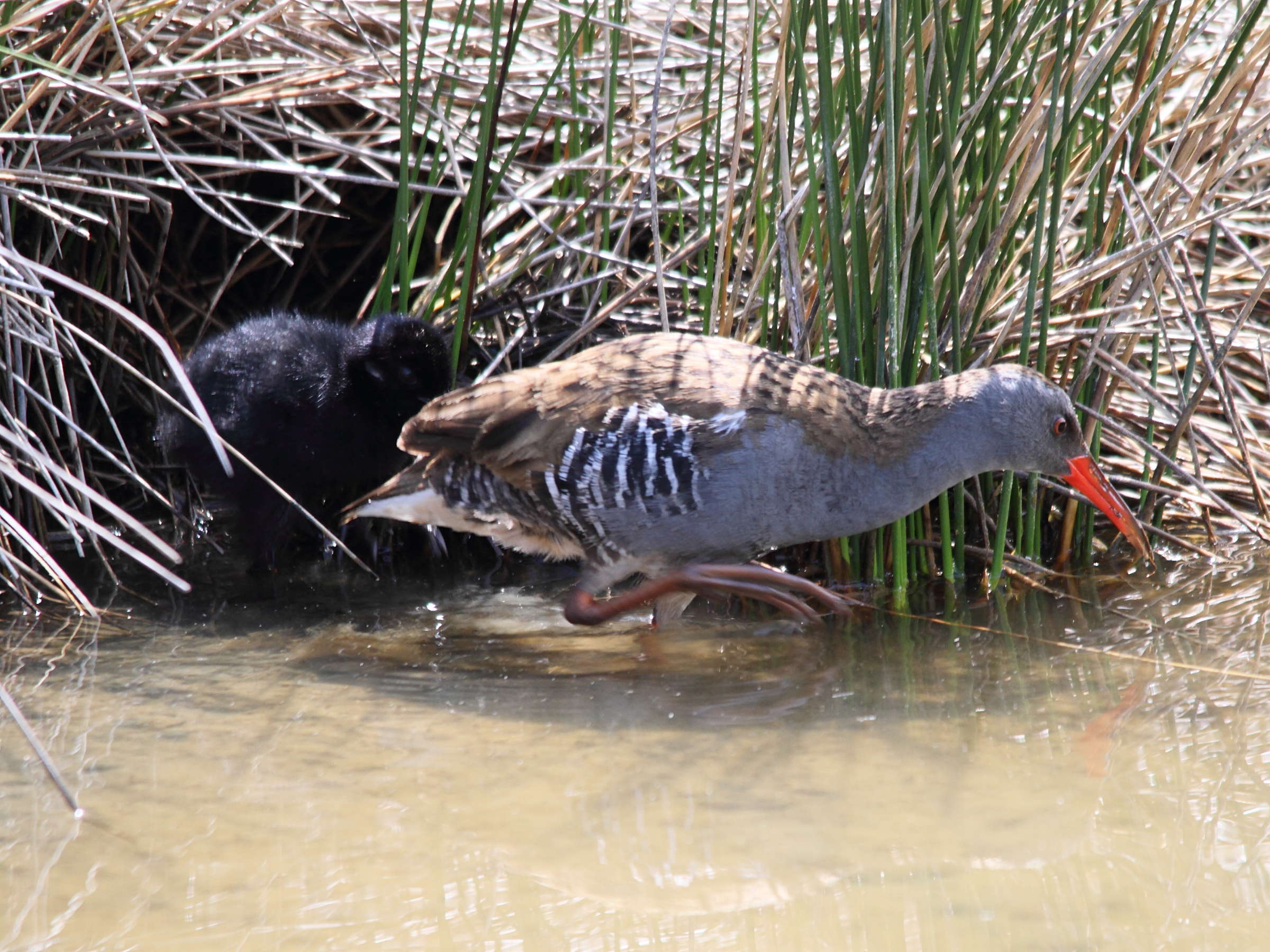 rale_d-eau_-_rallus_aquaticus1bd