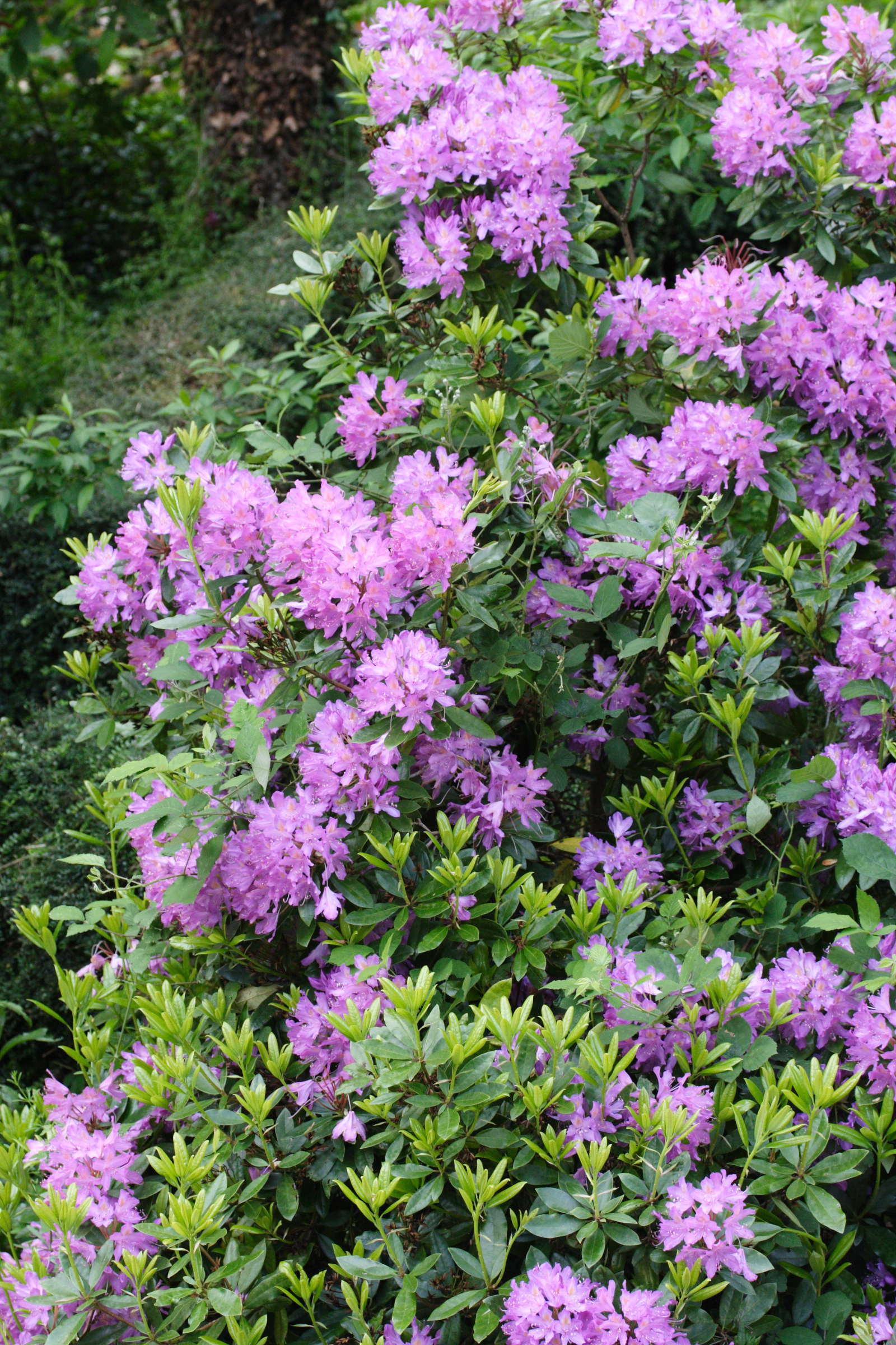 Afficher le média rhododendron_ponticum2md rhododendron_ponticum2md