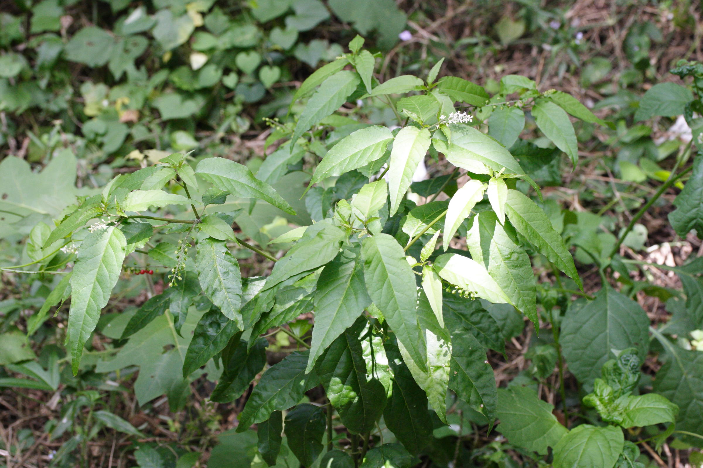 Afficher le média rivina_humilis2md rivina_humilis2md