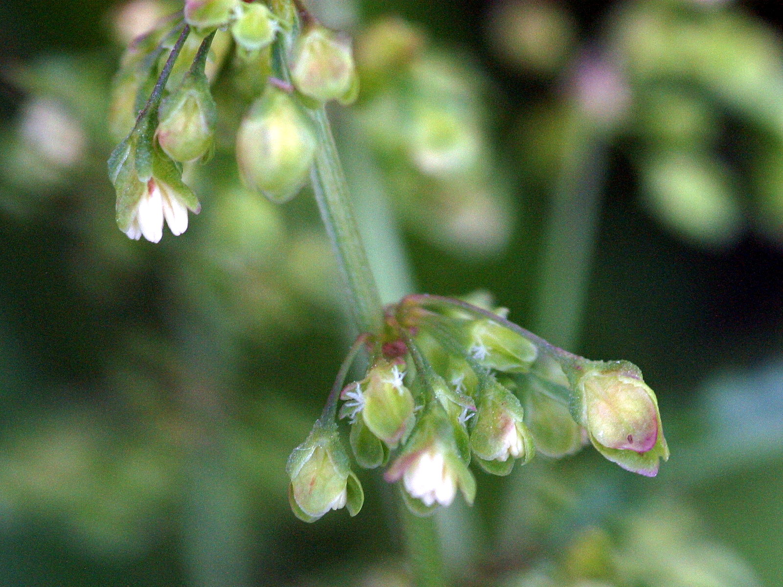 Afficher le média rumex_sanguineus4bd rumex_sanguineus4bd
