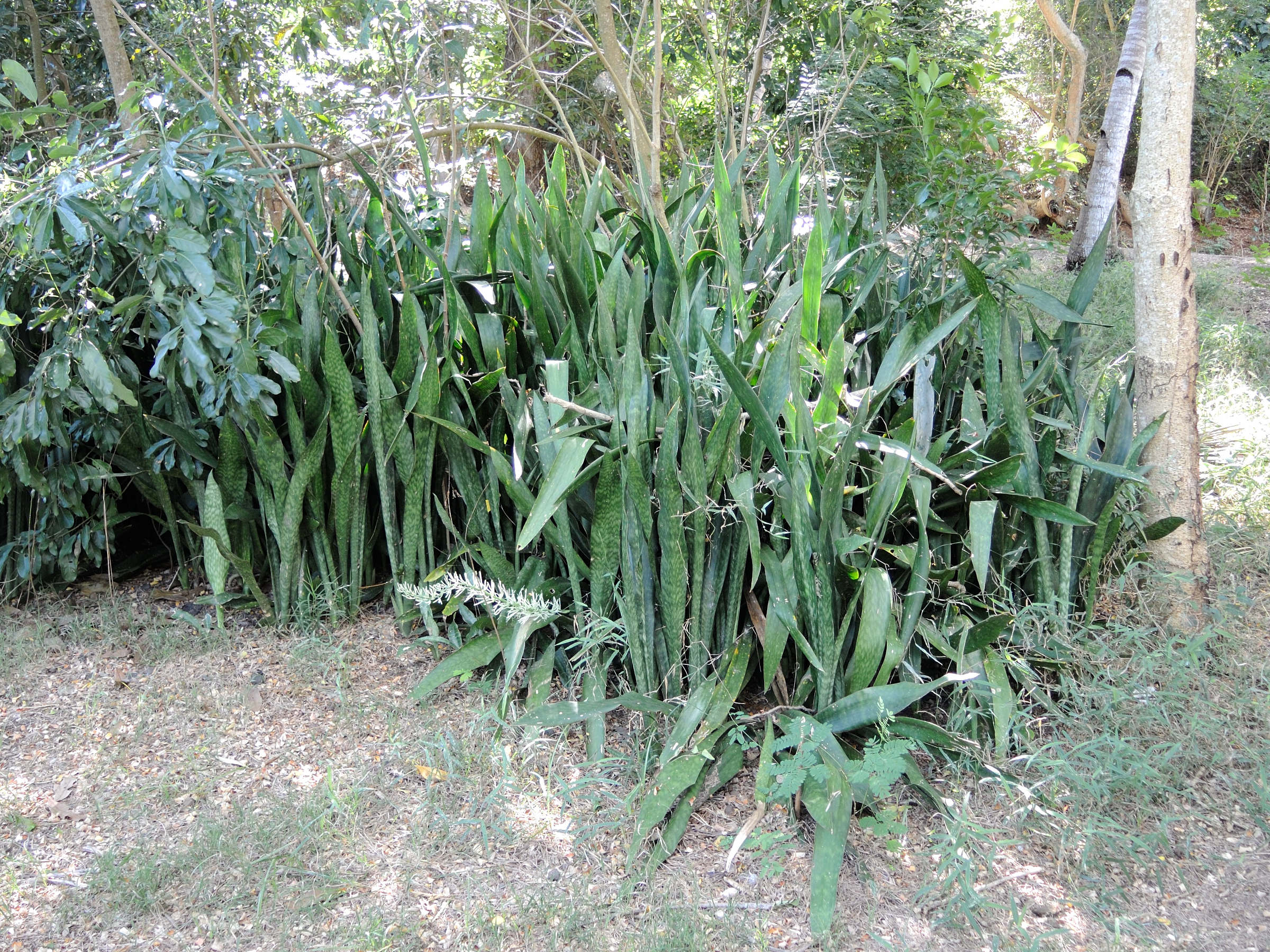 sansevieria_trifasciata5md