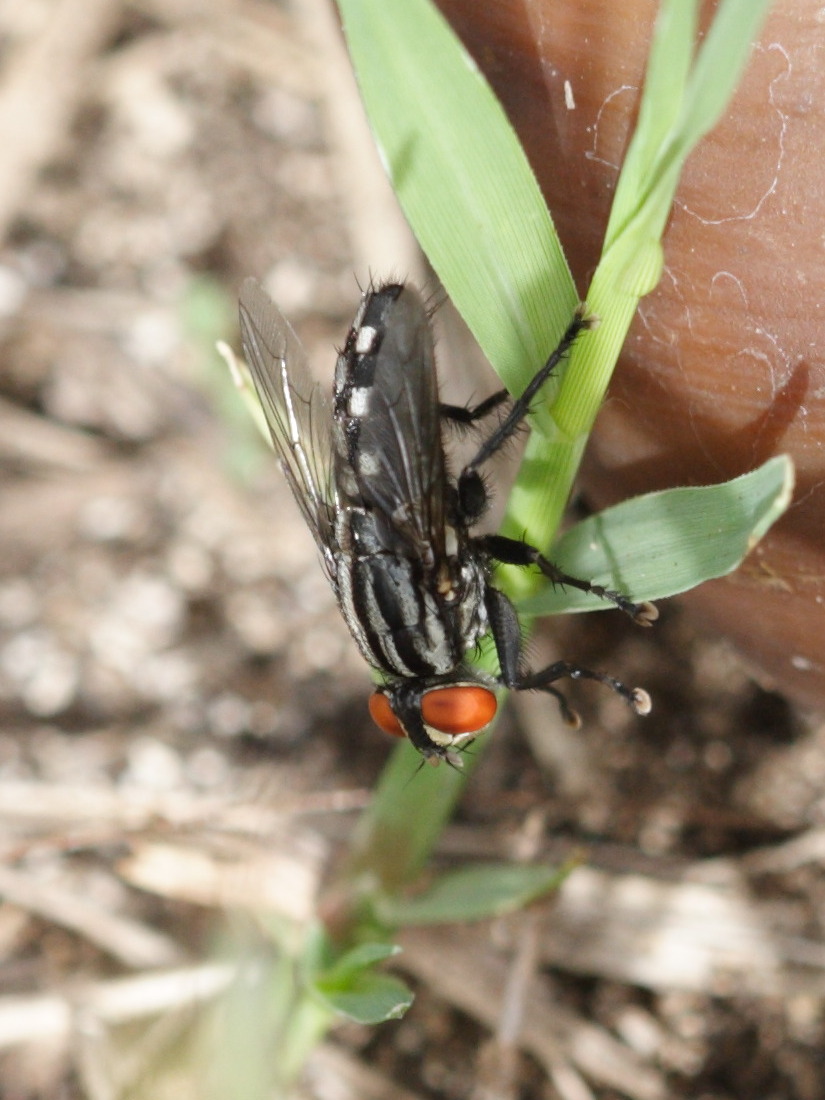 sarcophaga_carnaria3bd