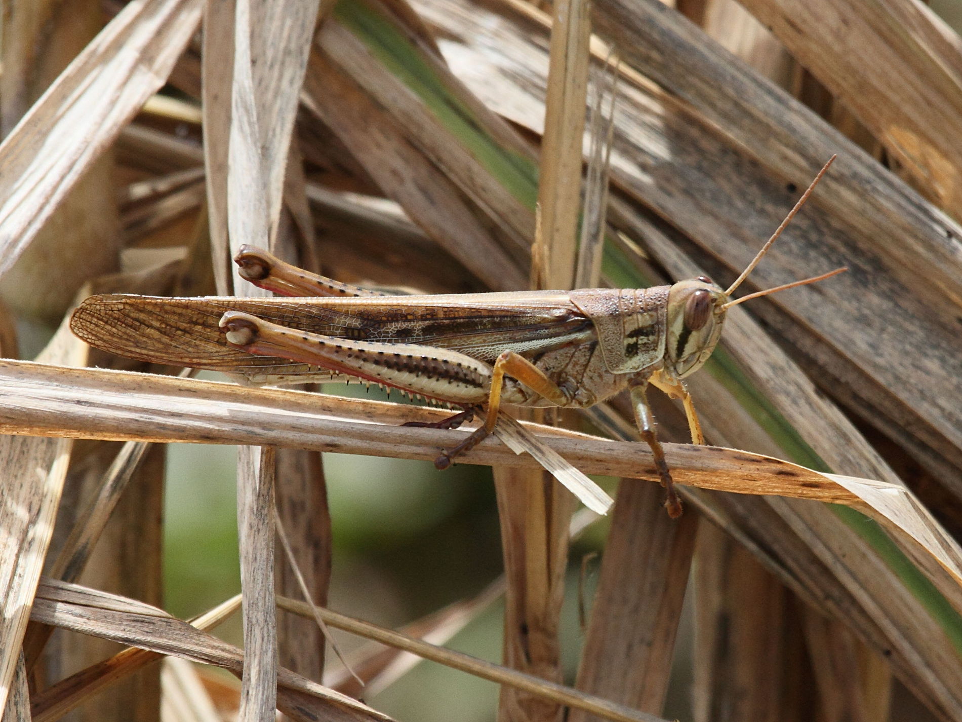 schistocerca_pallens1bd