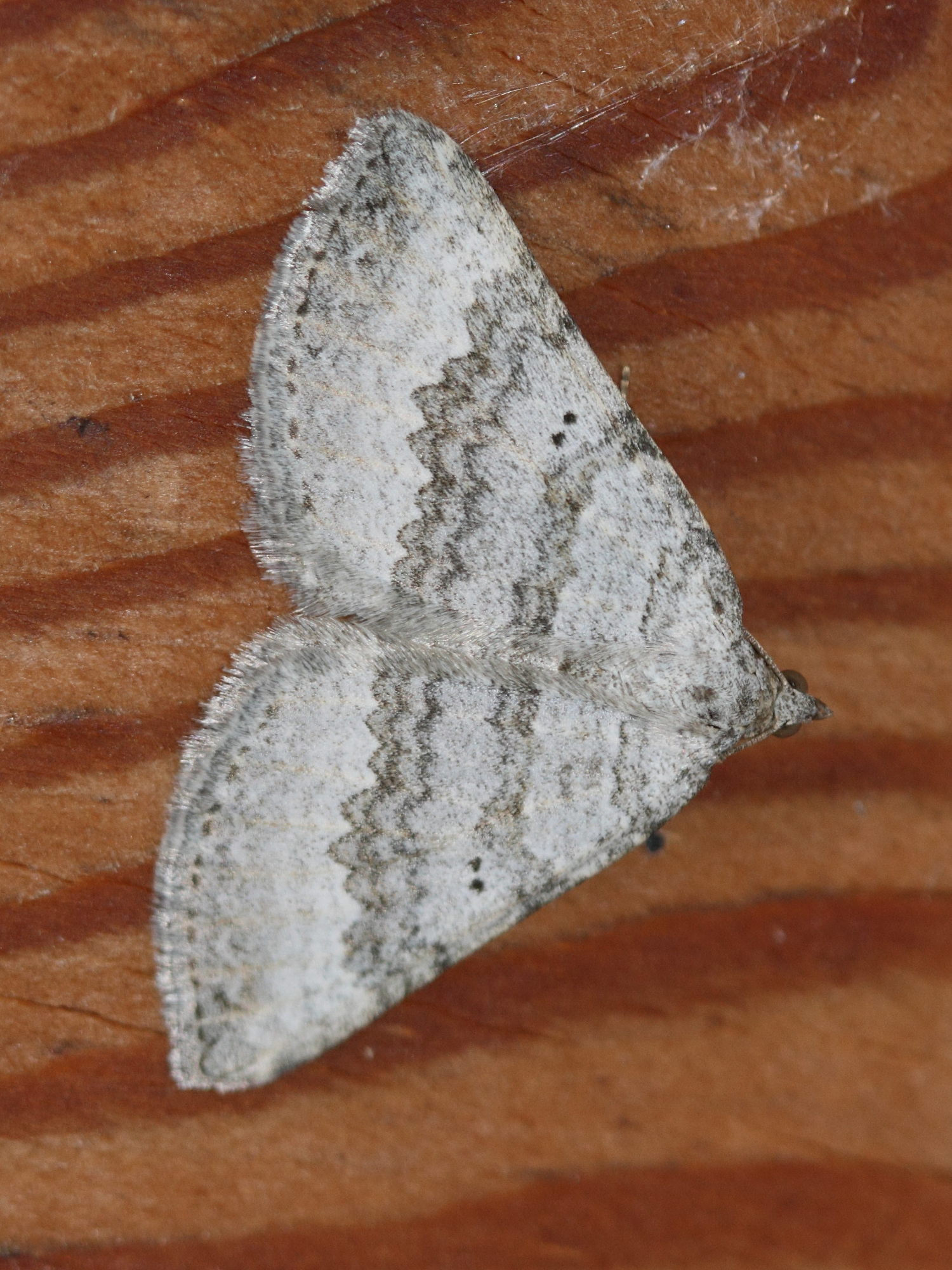 Afficher le média scotopteryx_bipunctaria3bd scotopteryx_bipunctaria3bd