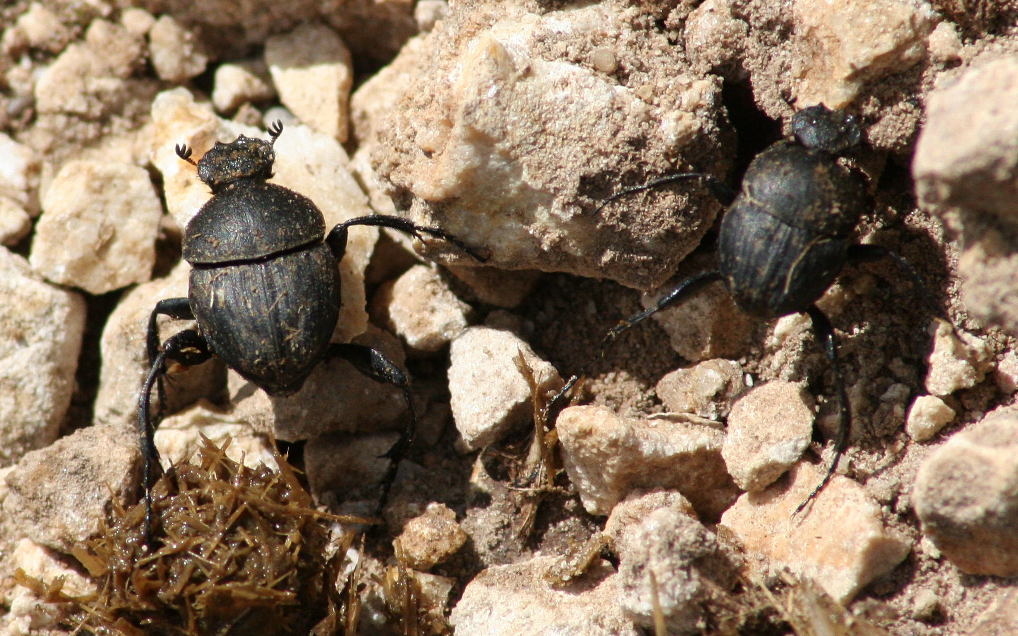 sisyphus_schaefferi1bd