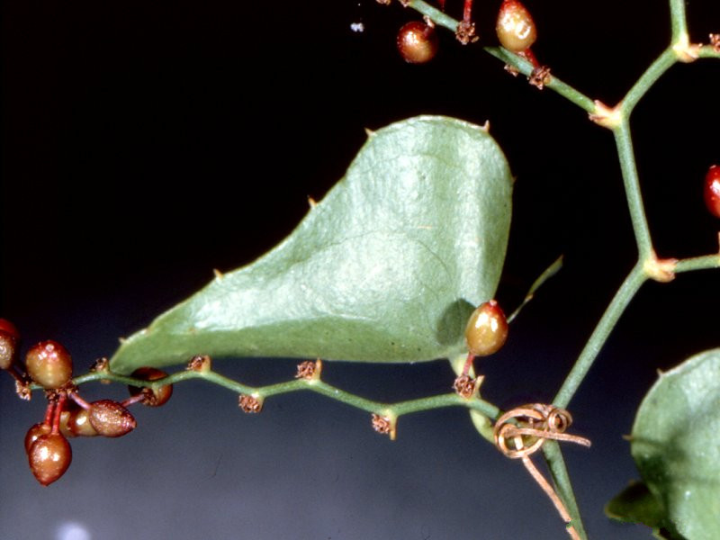 smilax_aspera4mcf