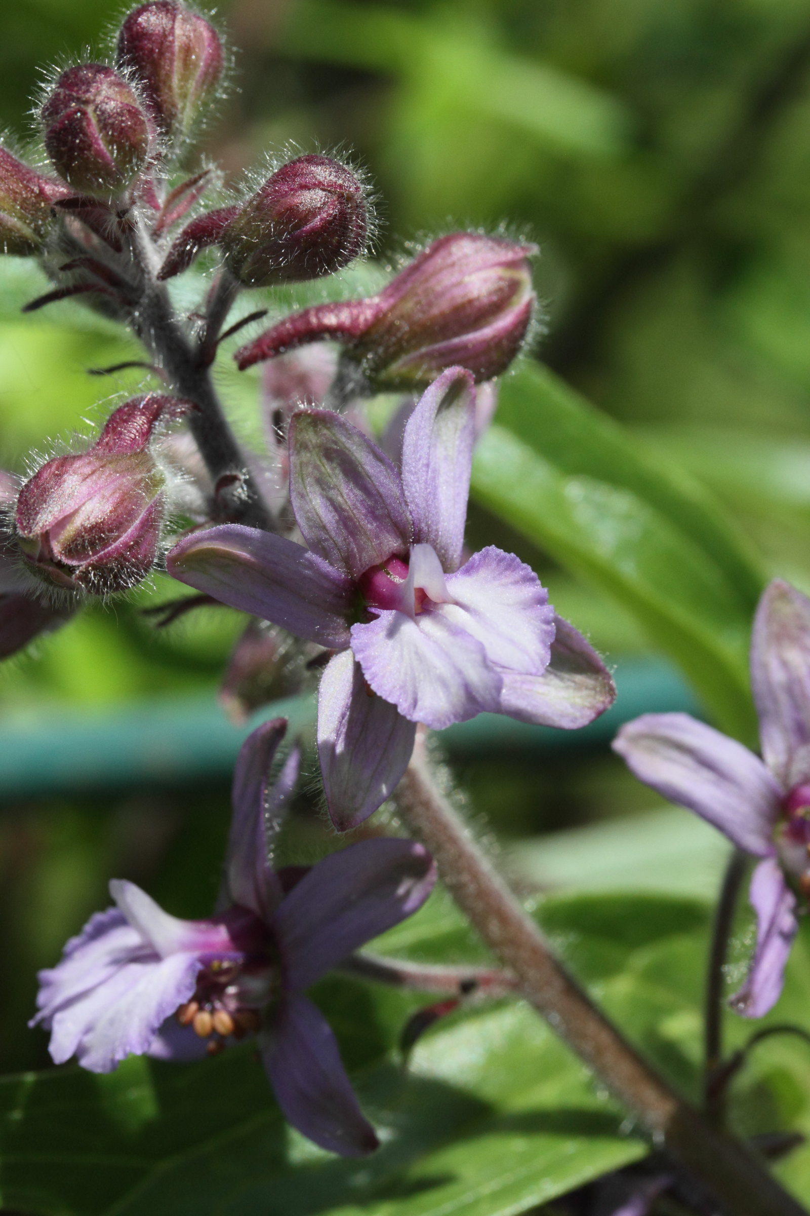 Afficher le média Staphisagria_picta ssp requienii Staphisagria_picta ssp requienii