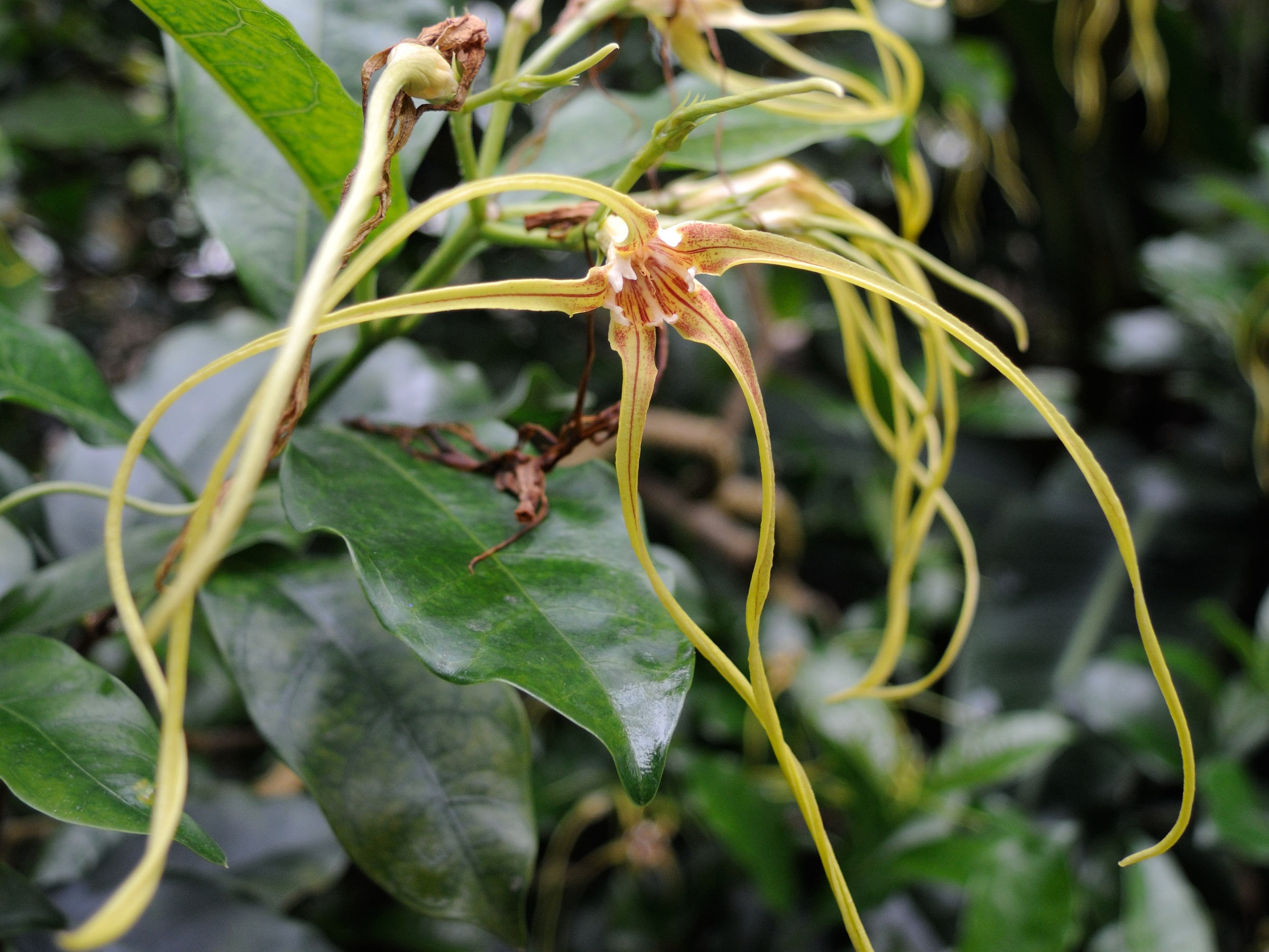 strophanthus_divaricatus3md