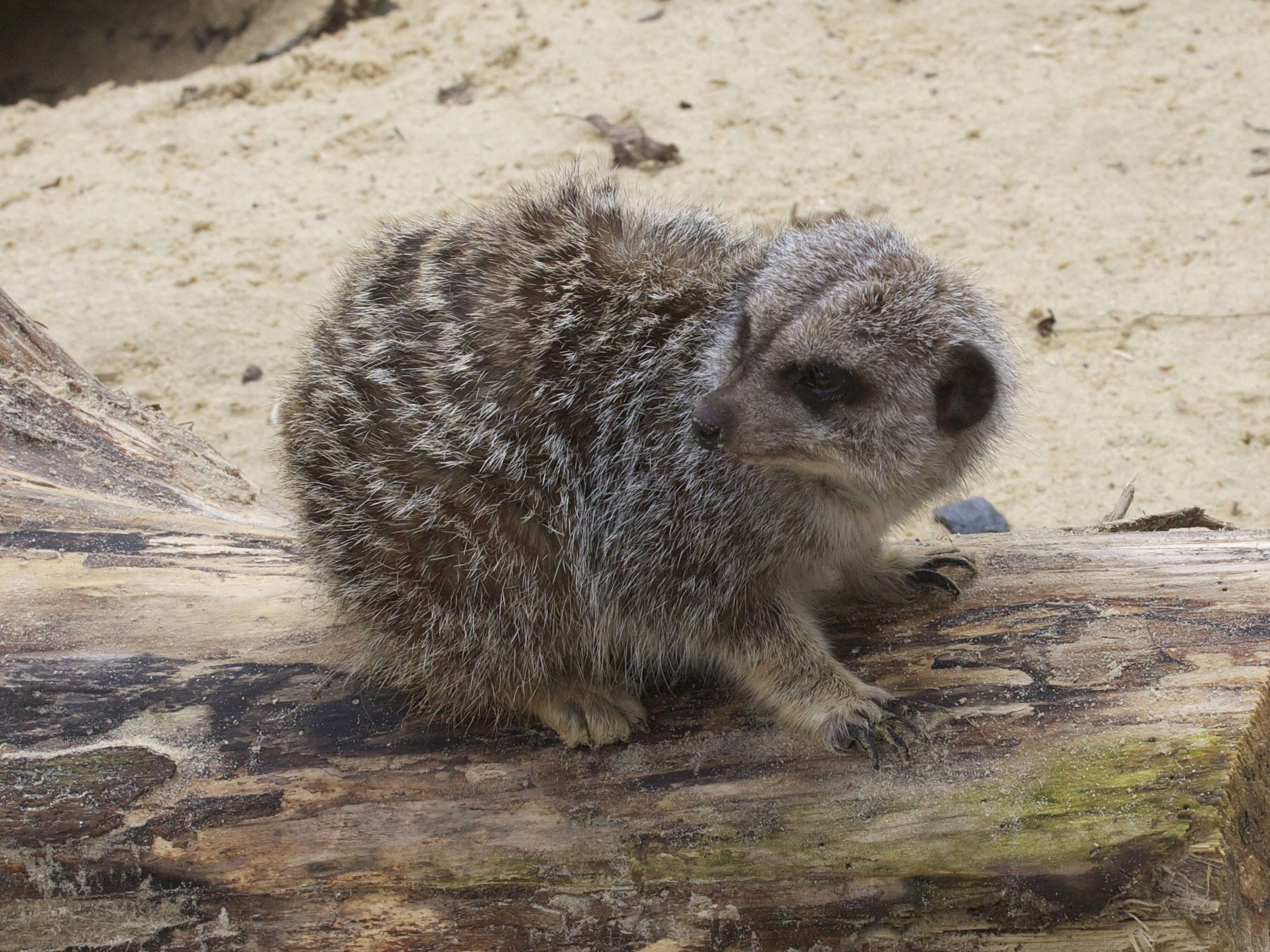 suricata_suricata2md