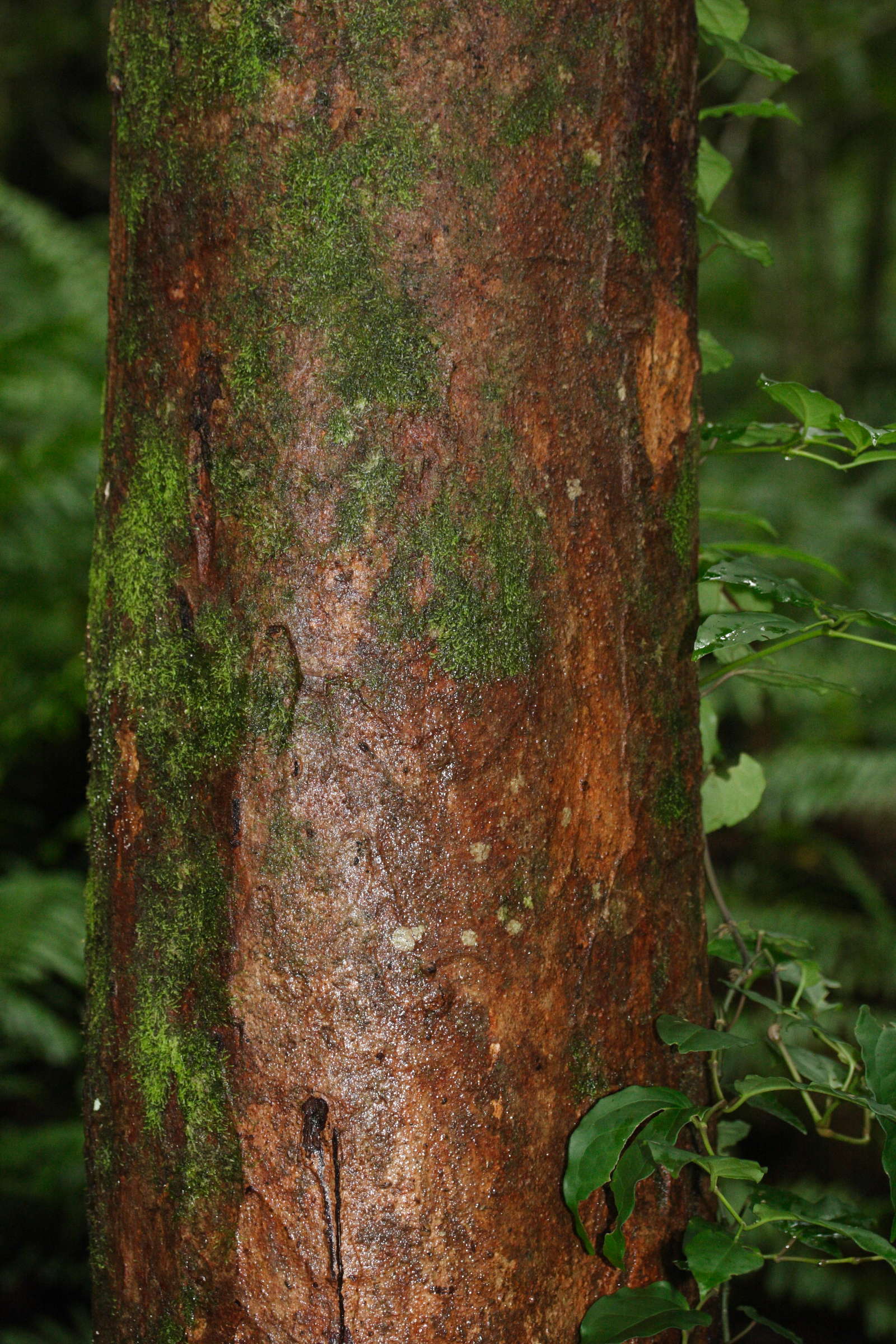 syzygium_borbonicum1md