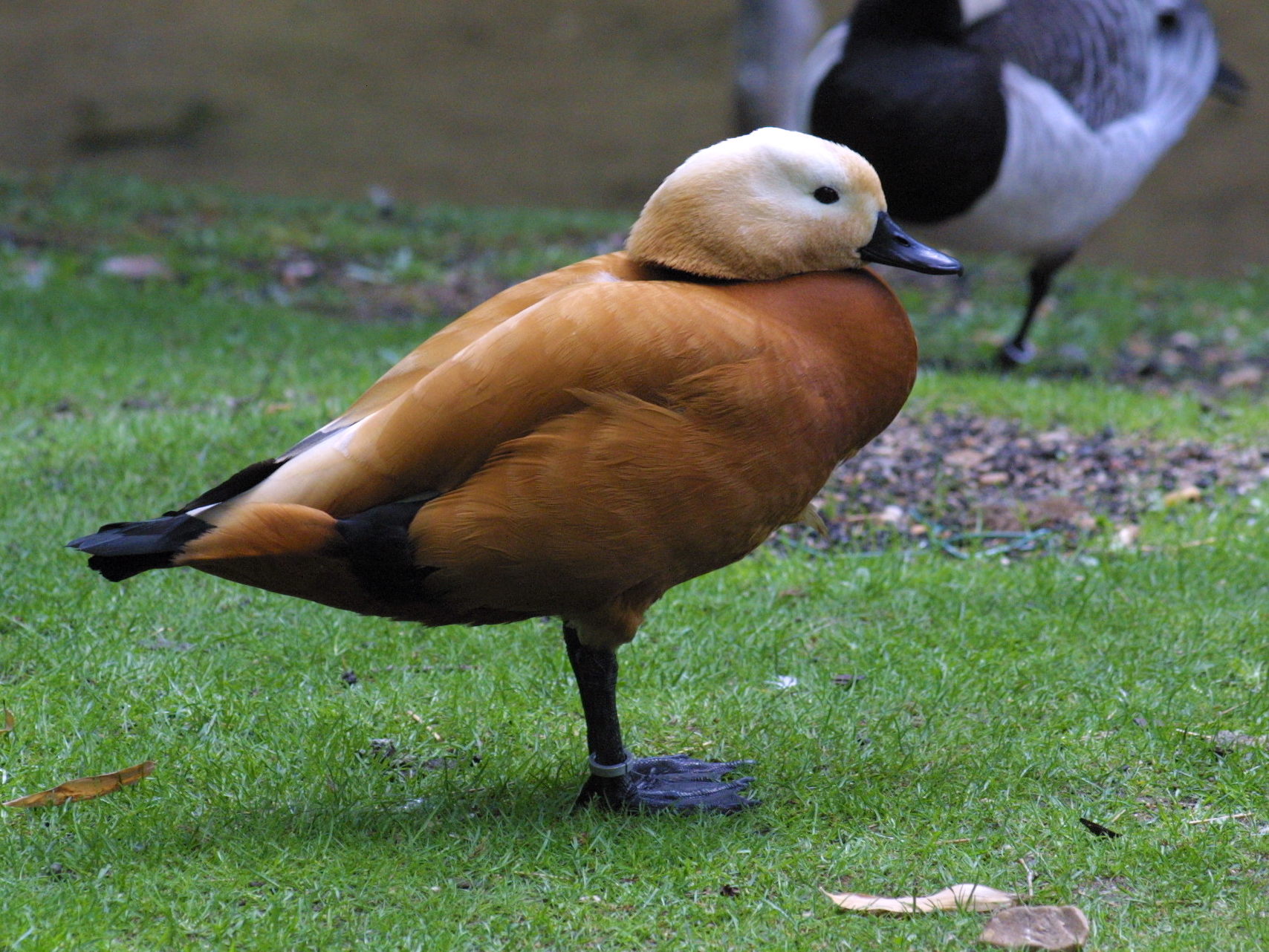 tadorne_casarca_-_tadorna_ferruginea1md