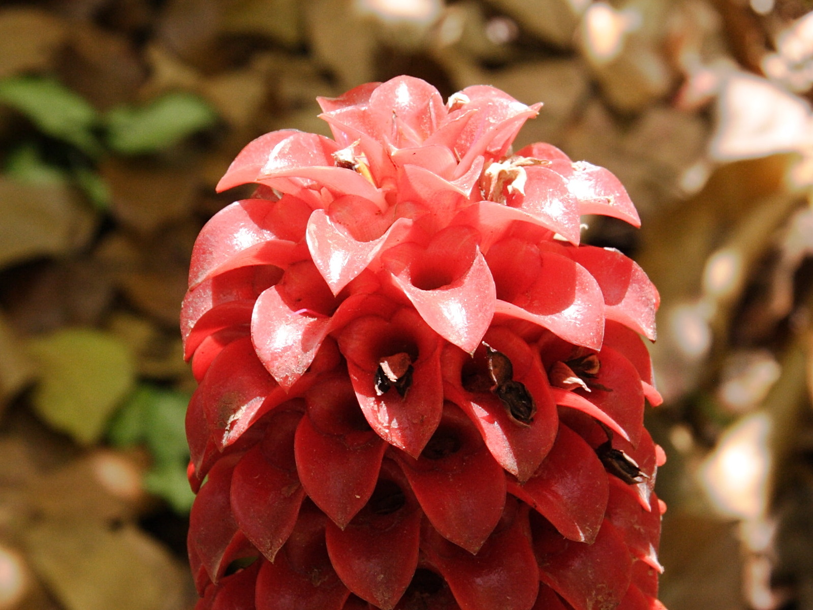 Tapeinocheilos_ananassae