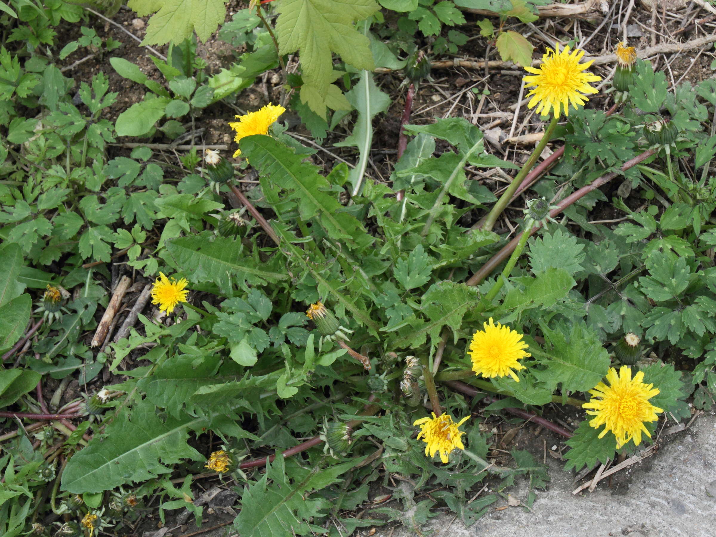taraxacum_dens-leonis2md