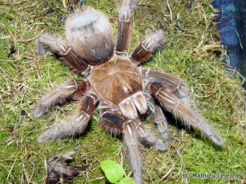 theraphosa_apophysis5ml