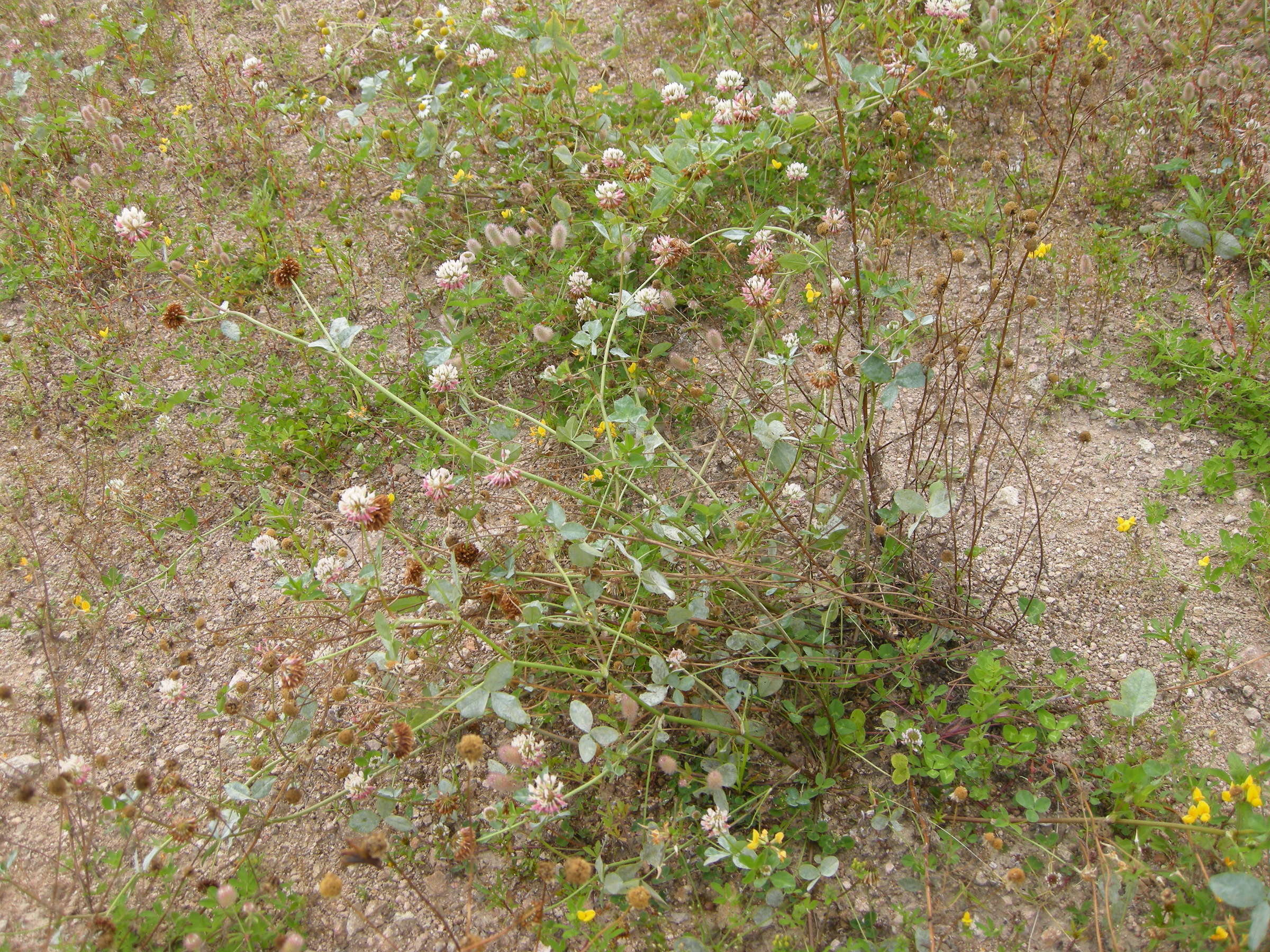 trifolium_hybridum1md