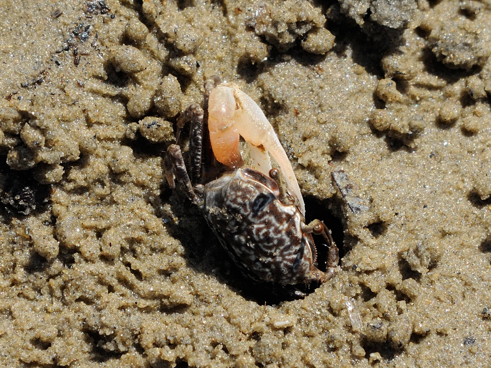 Afficher le média uca_annulipes2md uca_annulipes2md