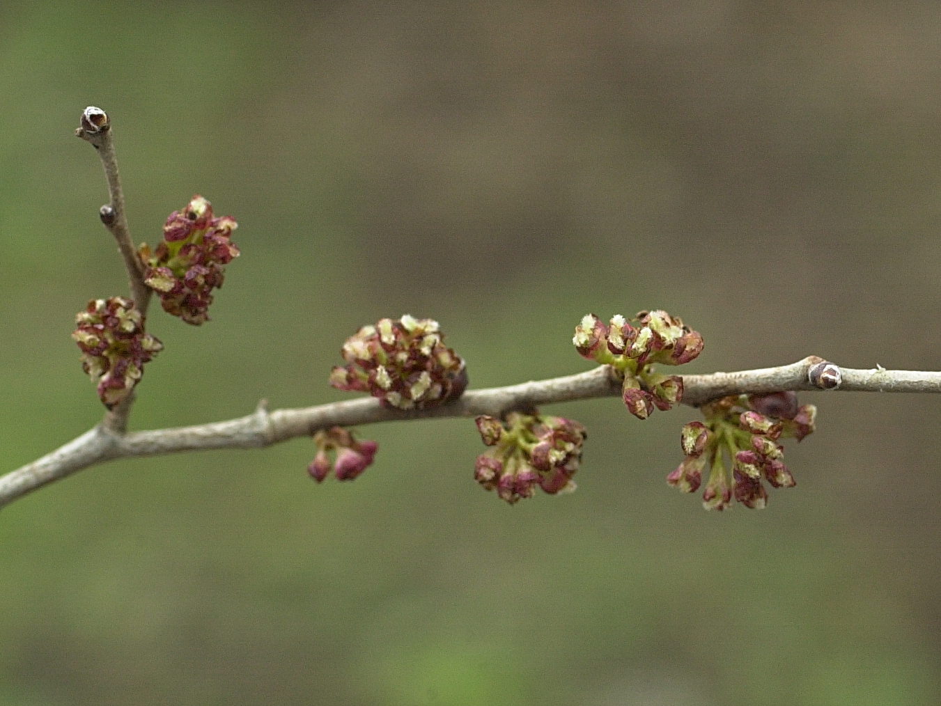 ulmus_minor_minor4md