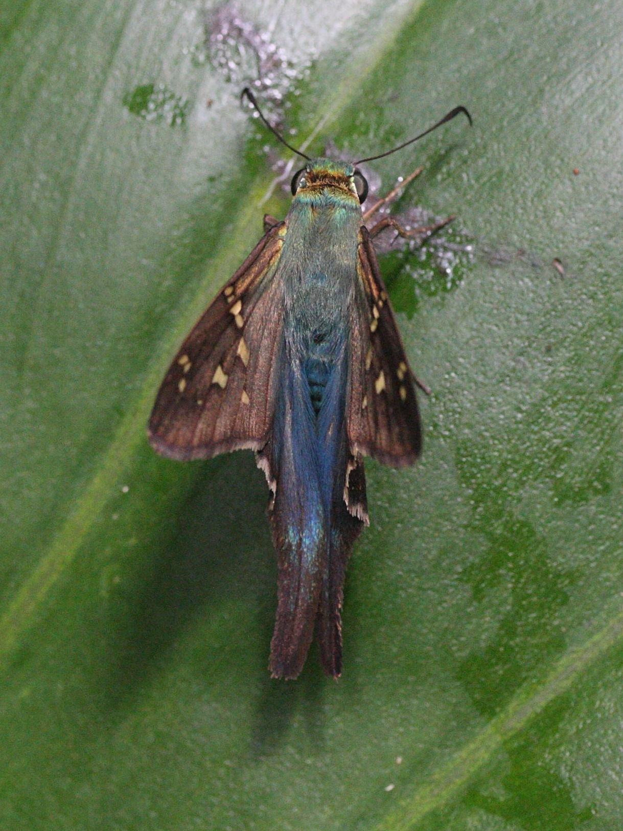 urbanus_proteus_domingo3md