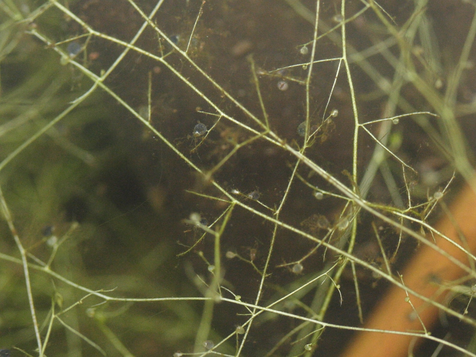 utricularia_gibba2md