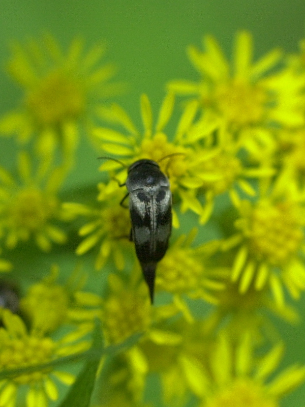 Afficher le média variimorda_villosa variimorda_villosa