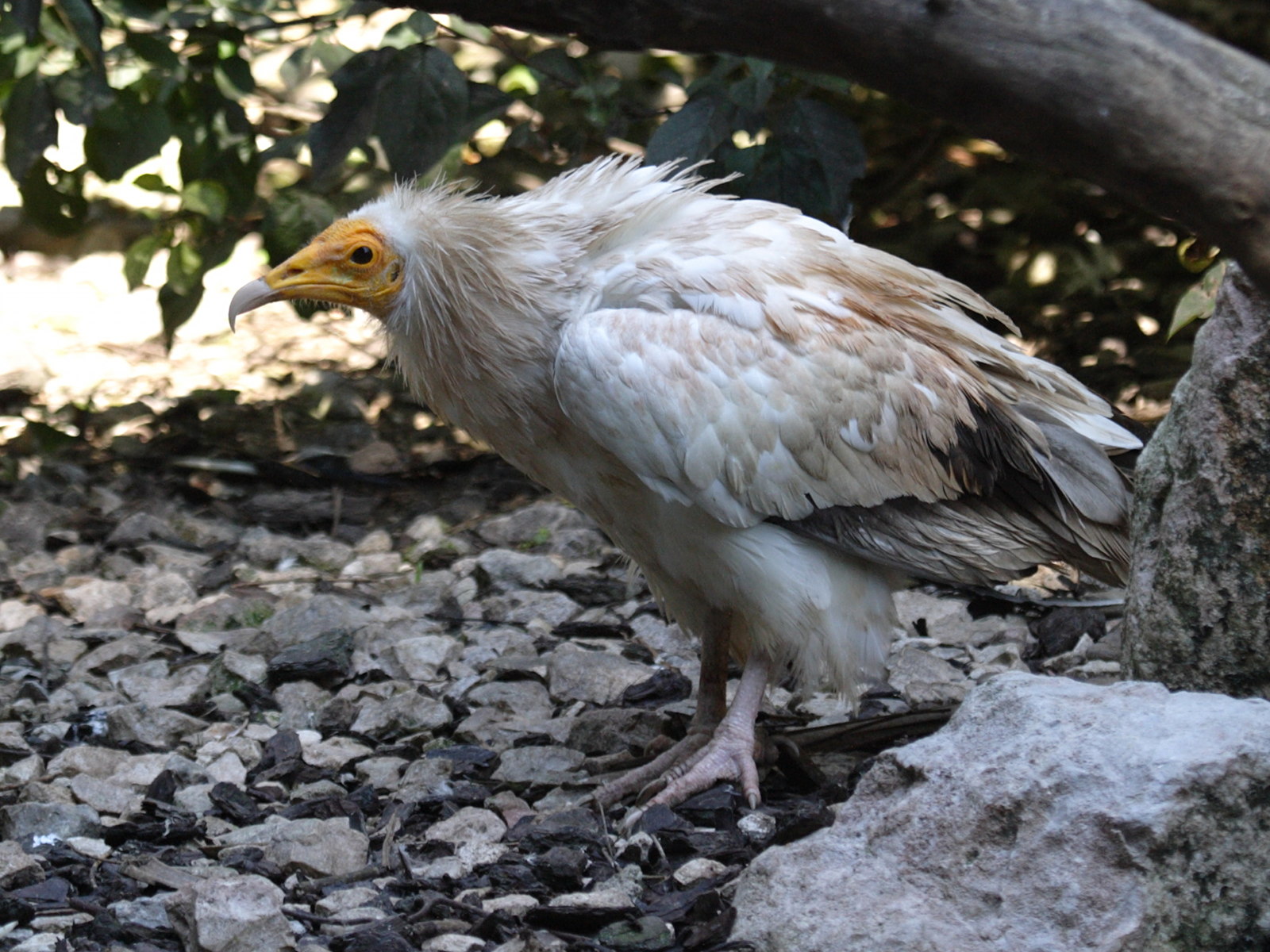 vautour_percnoptere_-_neophron_percnopterus2bd