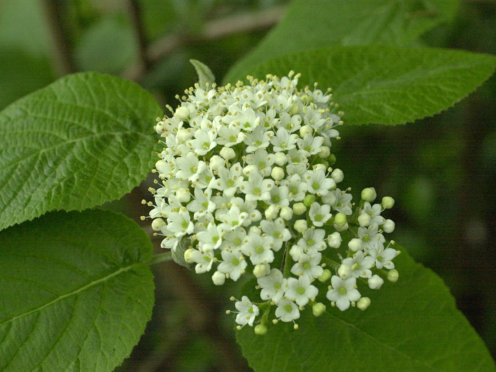 viburnum_lantana4bmd
