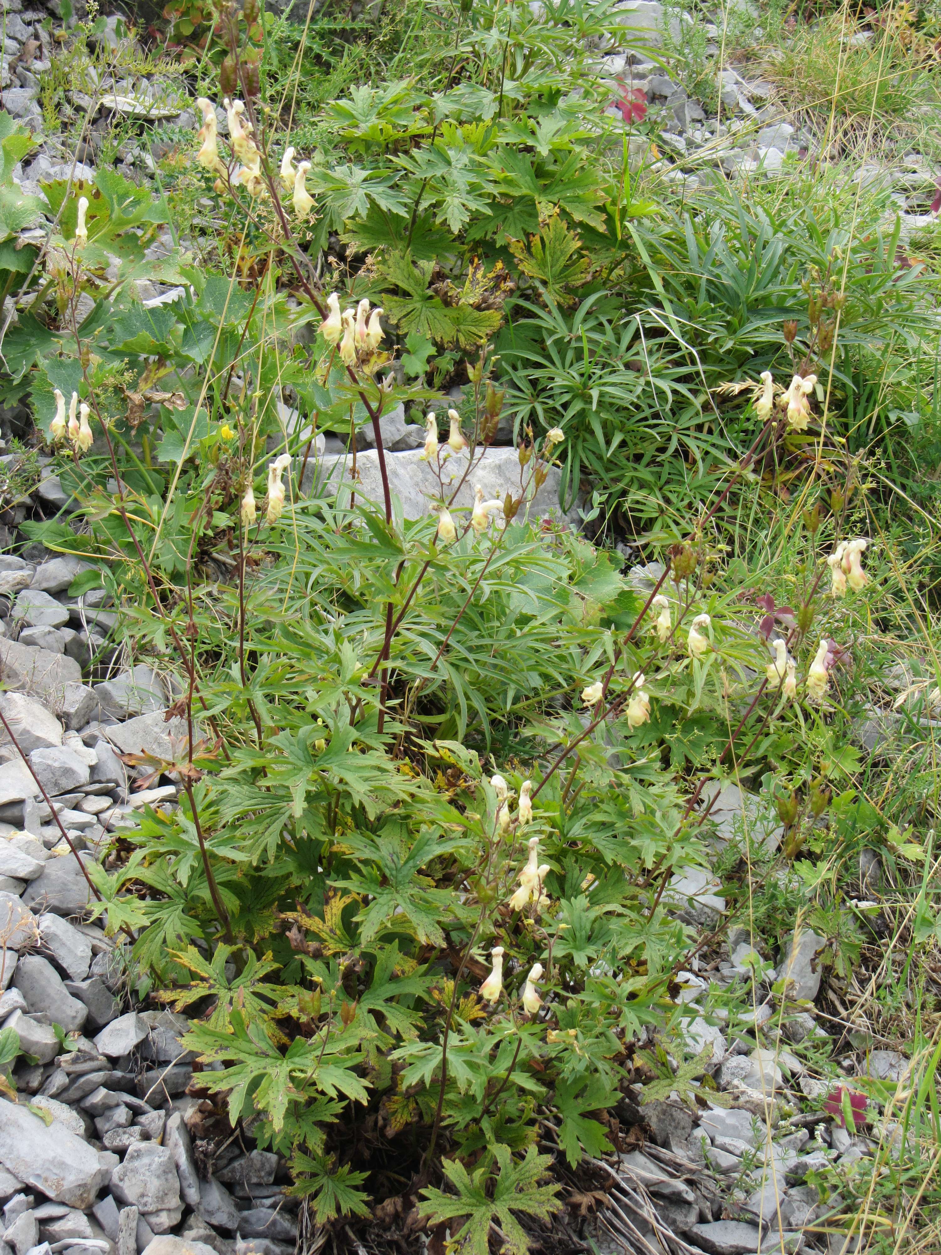 Afficher le média aconitum_lycoctonum_vulparia3mv aconitum_lycoctonum_vulparia3mv