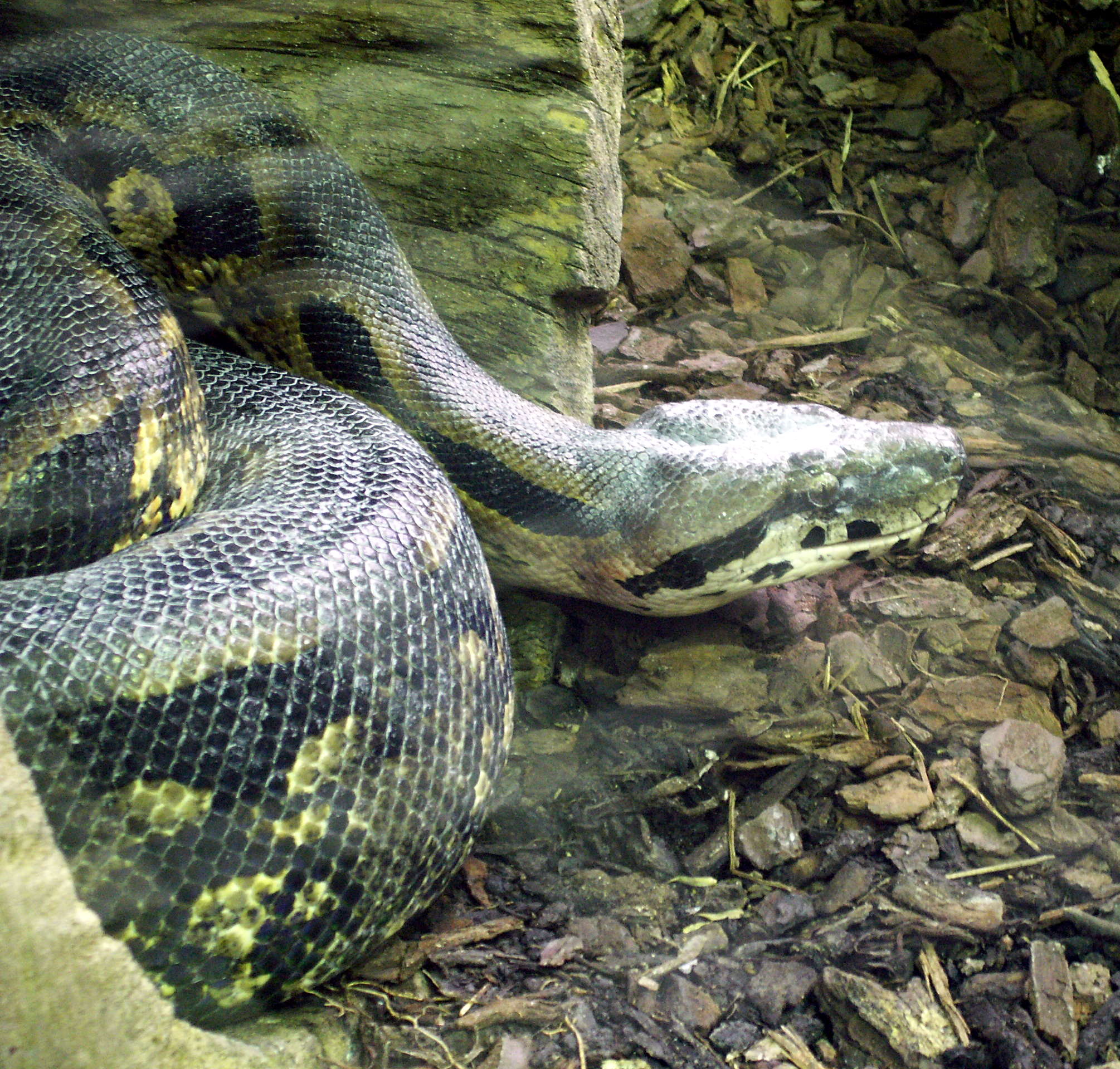 acrantophis_madagascarensis1md