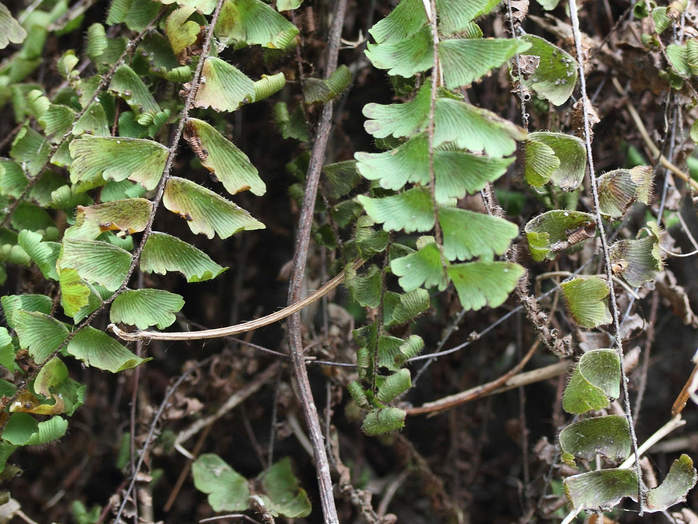 adiantum_hispidulum2md
