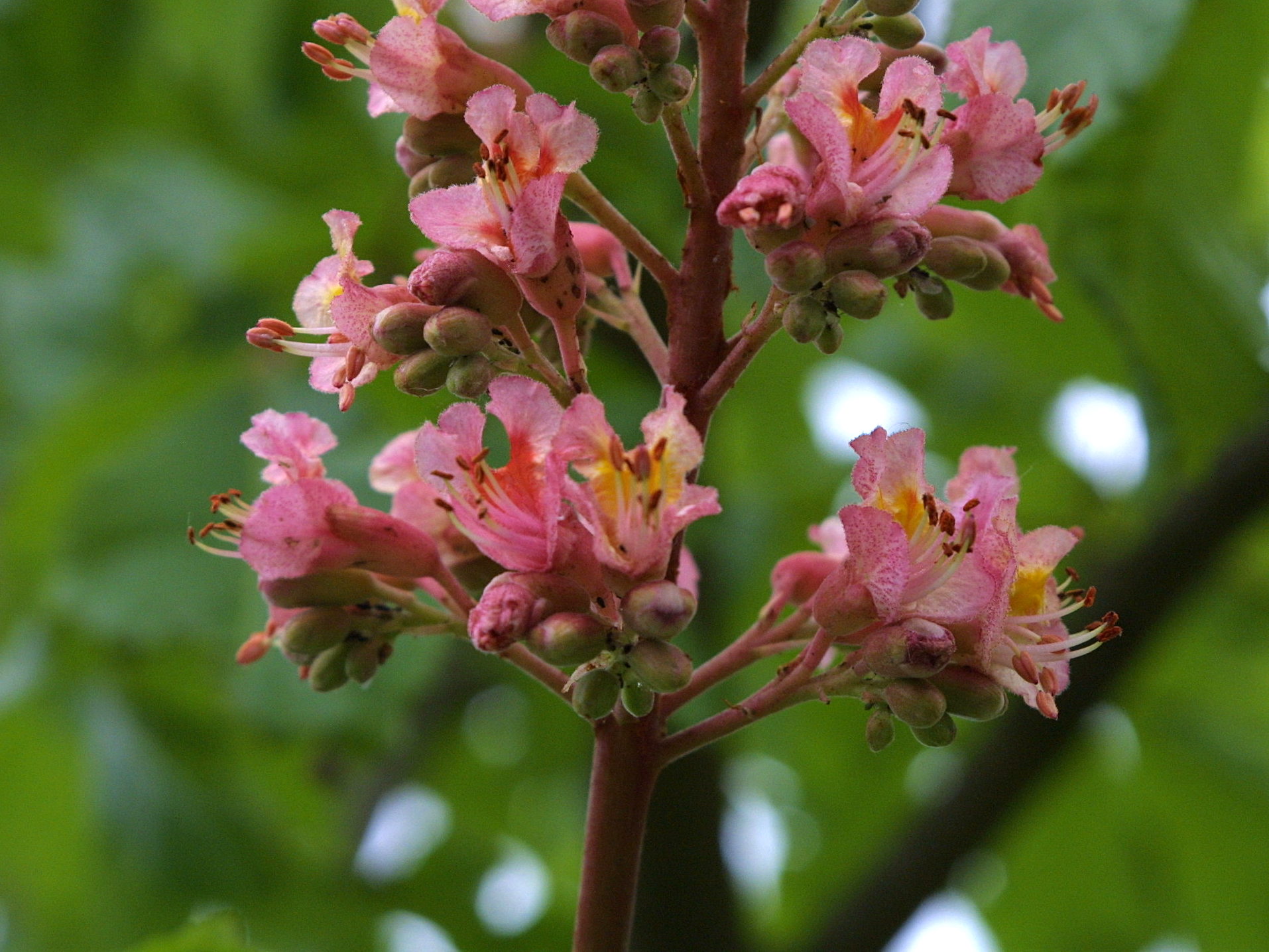 Afficher le média aesculus_x_carnea3md aesculus_x_carnea3md