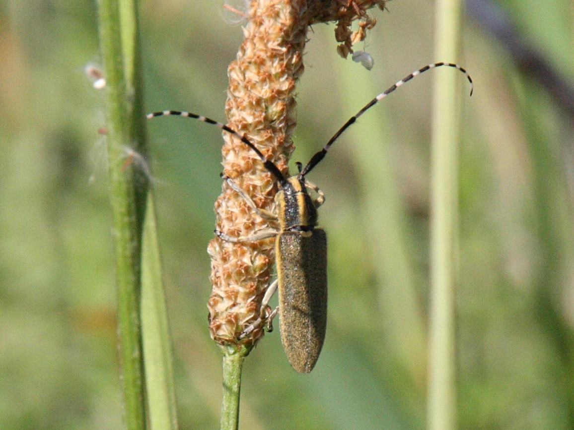 agapanthia_cynarae1bd