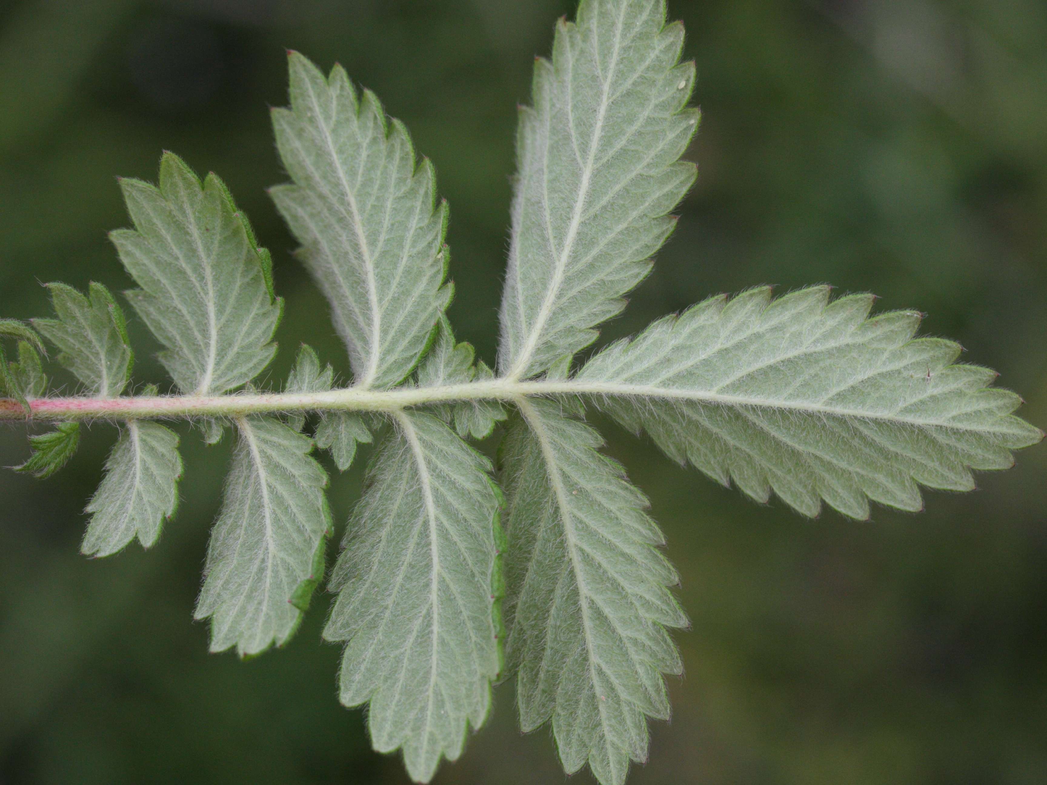 agrimonia_eupatoria5md