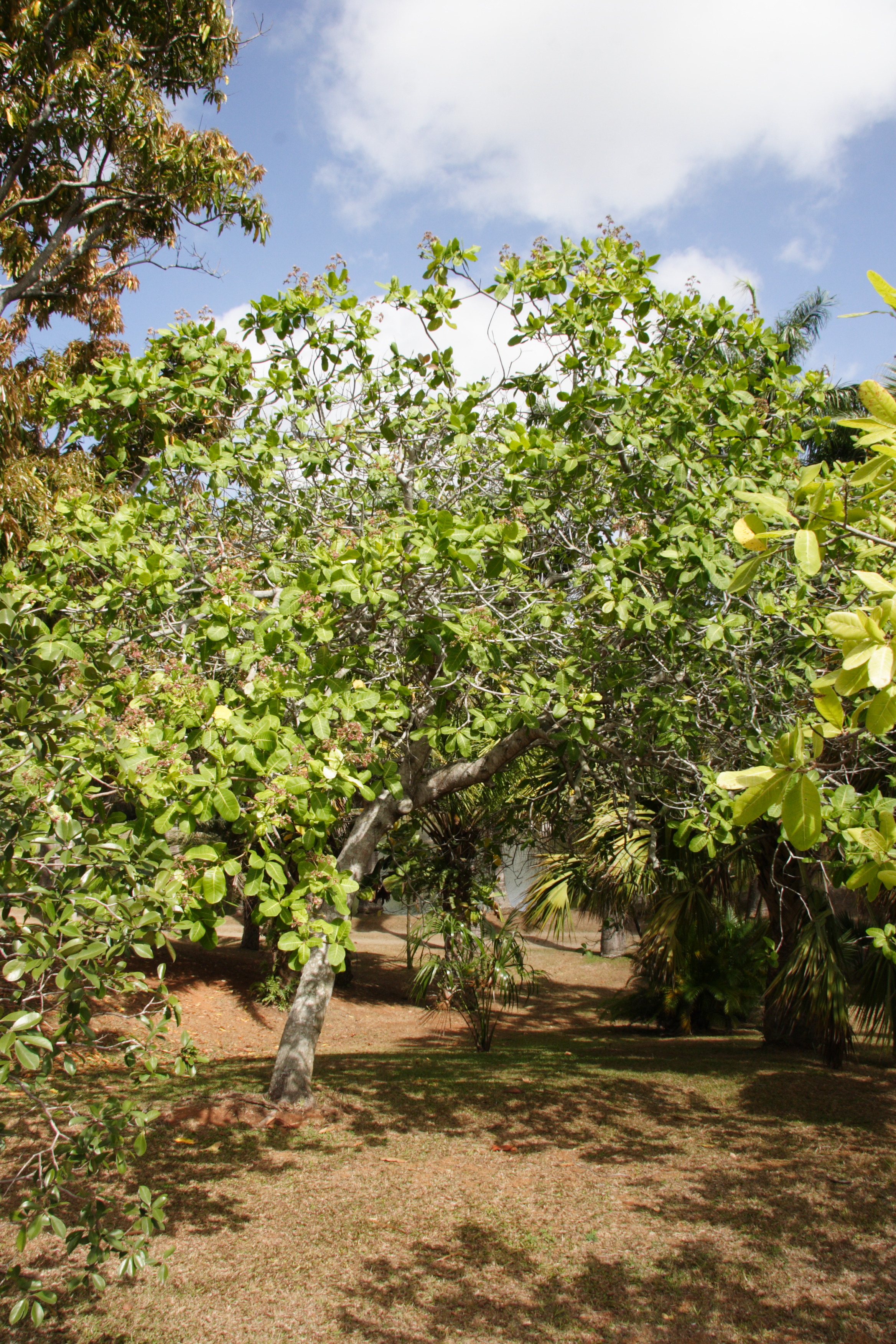 Afficher le média anacardium_occidentale1md anacardium_occidentale1md