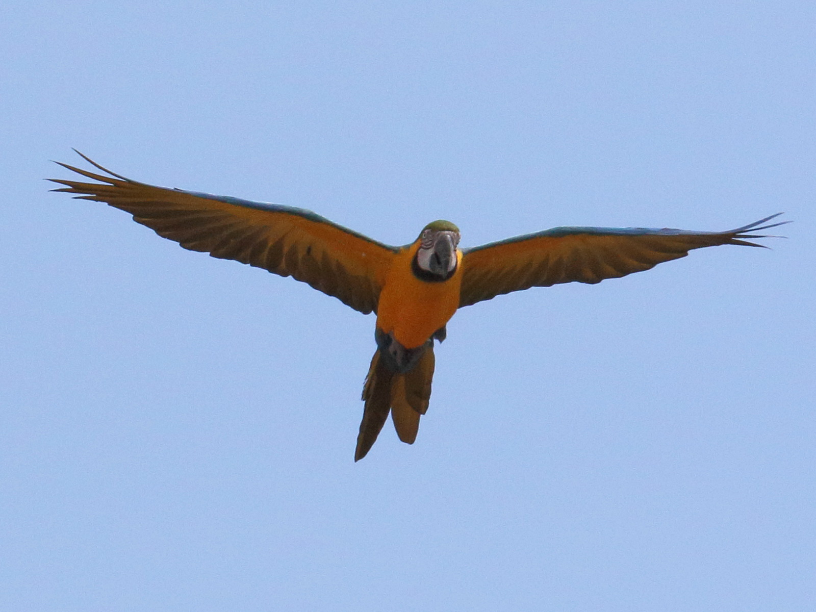 ara_caninde_-_ara_glaucogularis2bd