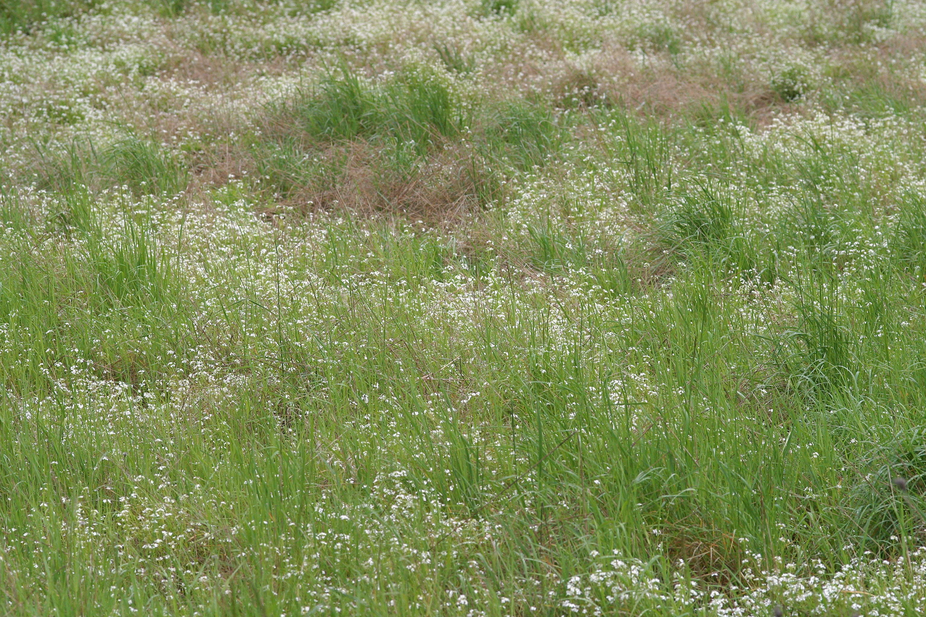 Afficher le média arabidopsis_halleri1md arabidopsis_halleri1md