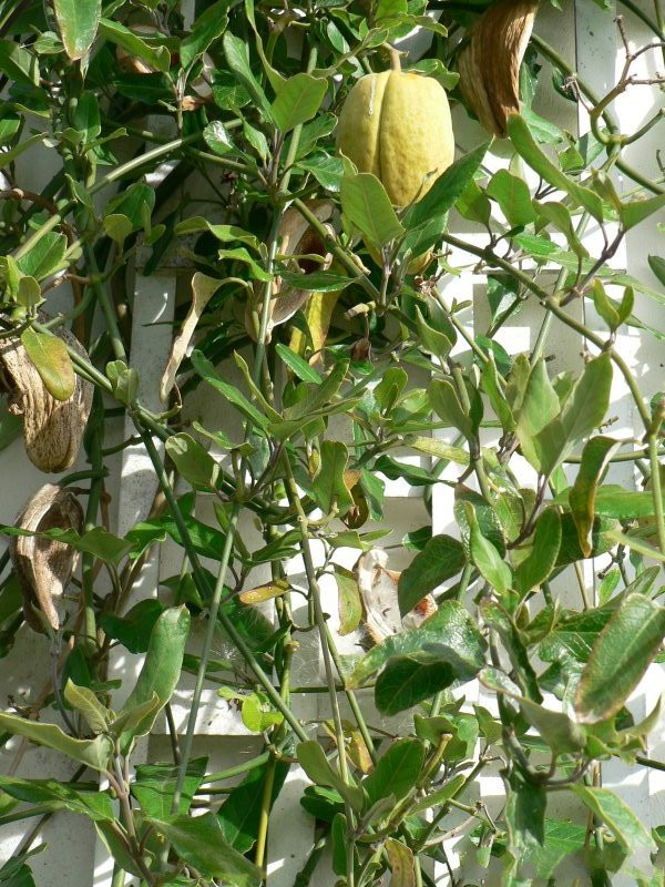 araujia_sericifera1gc