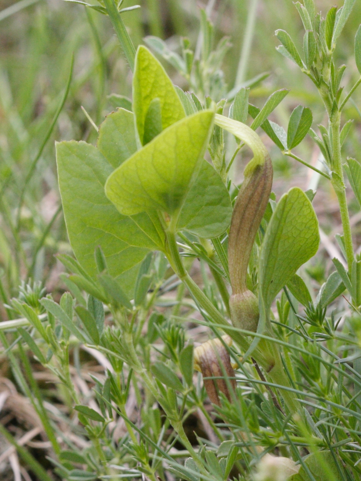 aristolochia_paucinervis2md