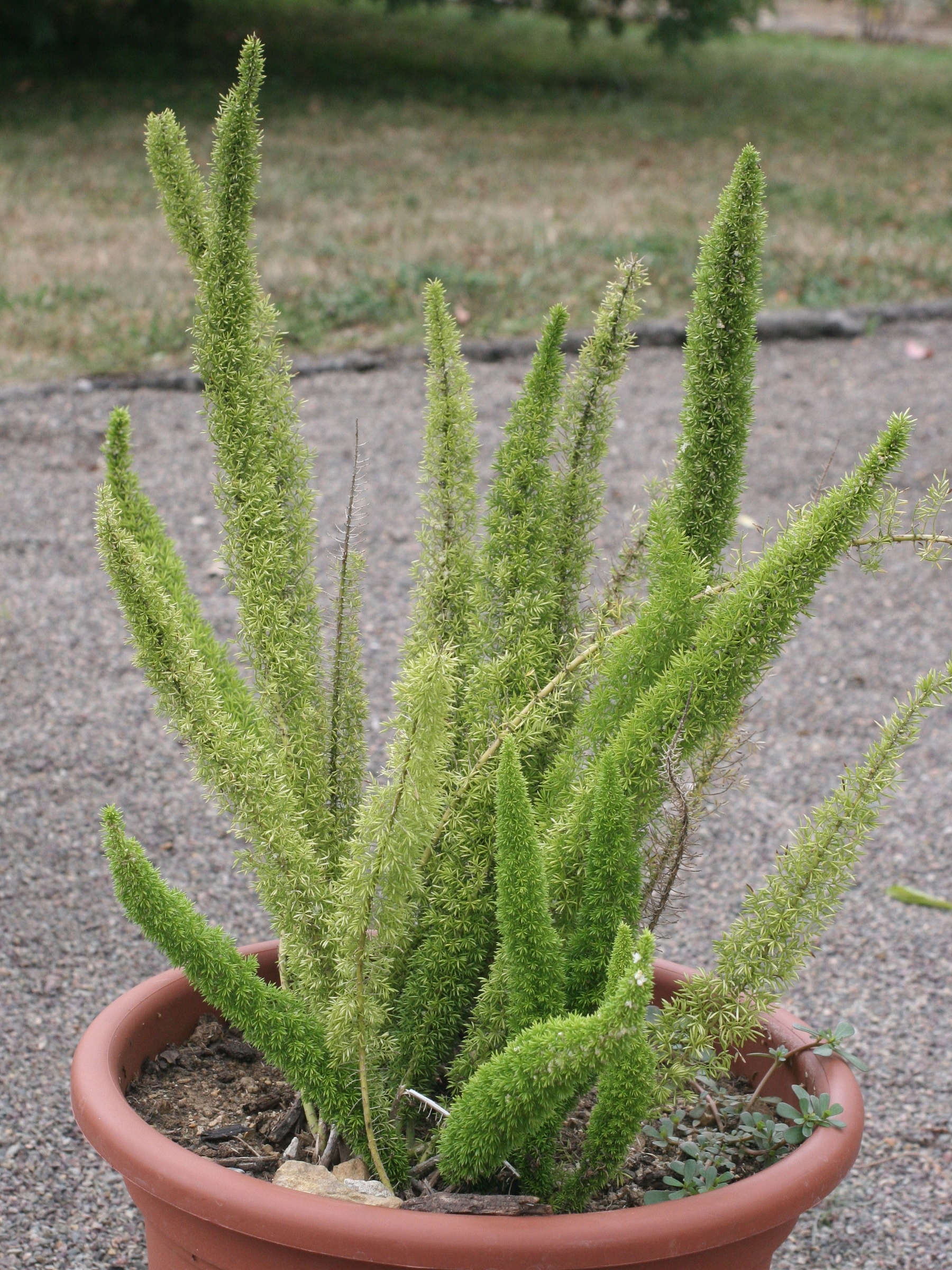 asparagus_densiflorus1md