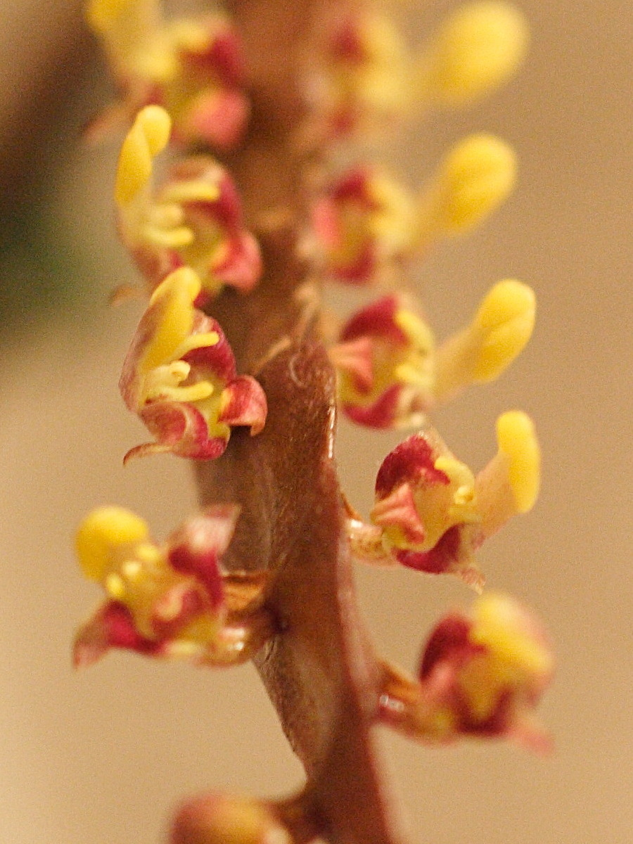 Afficher le média bulbophyllum_falcatum3md bulbophyllum_falcatum3md