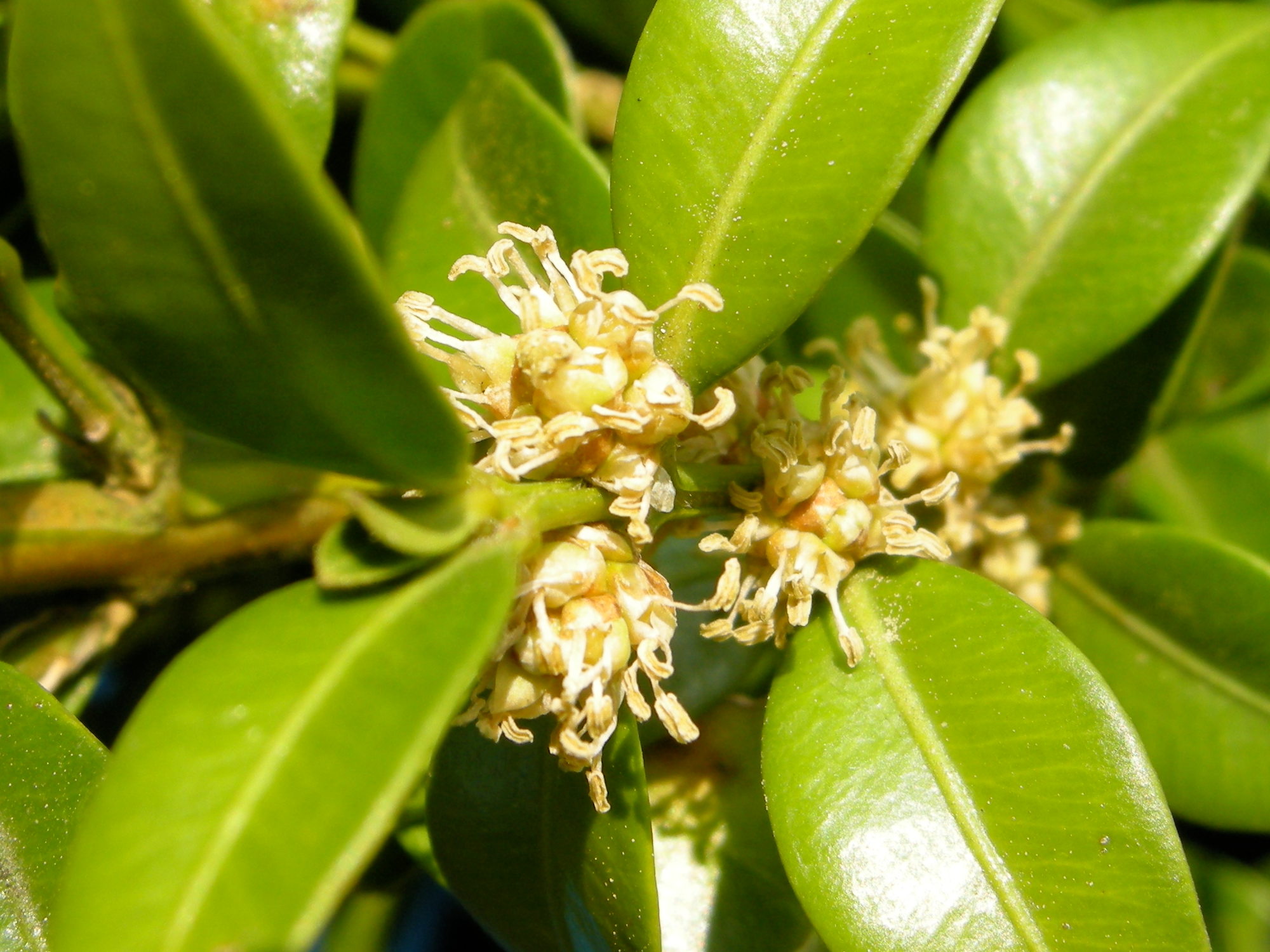 buxus_sempervirens6md