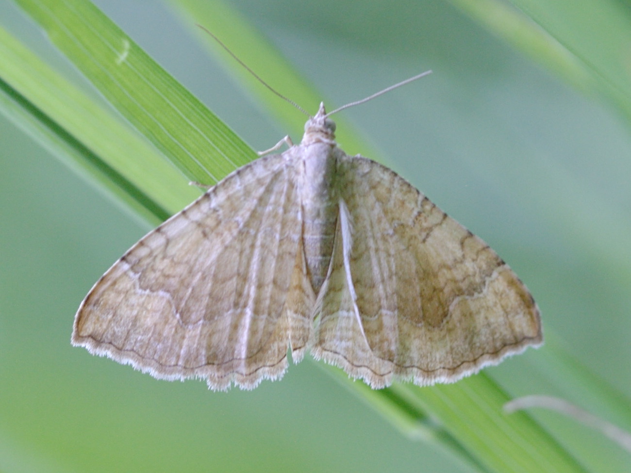 Afficher le média camptogramma_bilineata2bd camptogramma_bilineata2bd