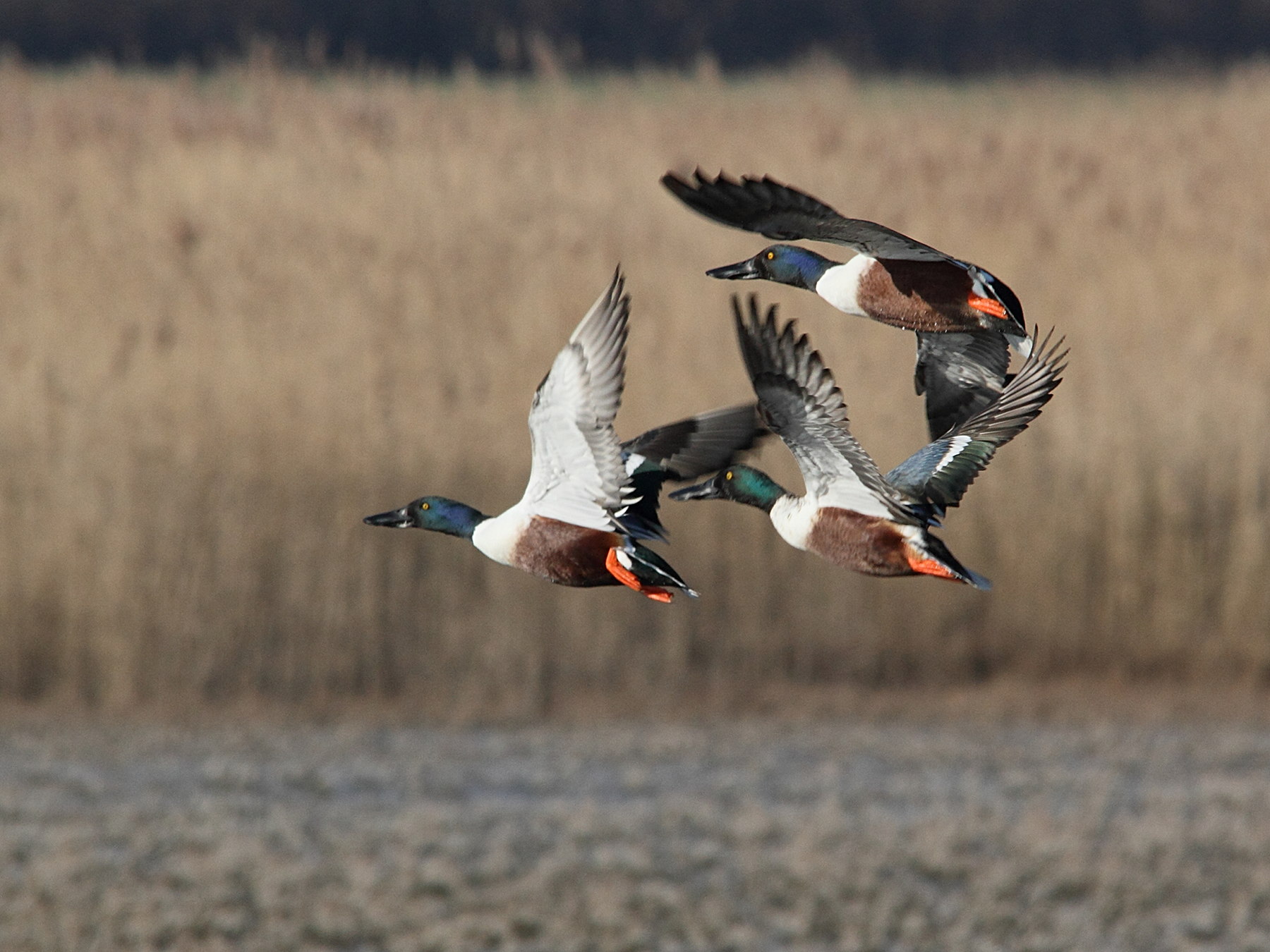 canard_souchet_-_anas_clypeata5md