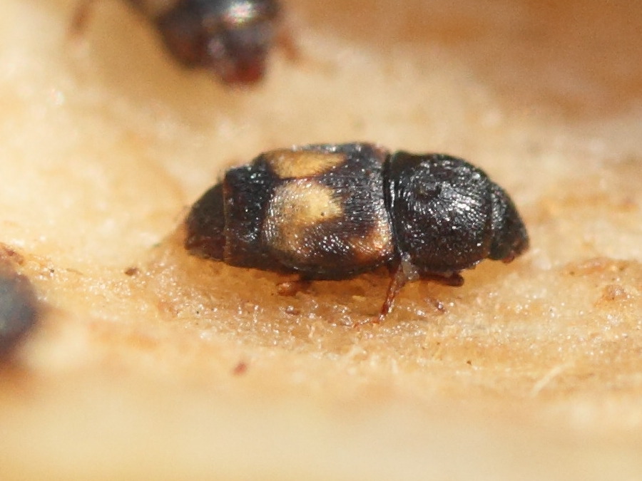 Afficher le média carpophilus_hemipterus2md carpophilus_hemipterus2md