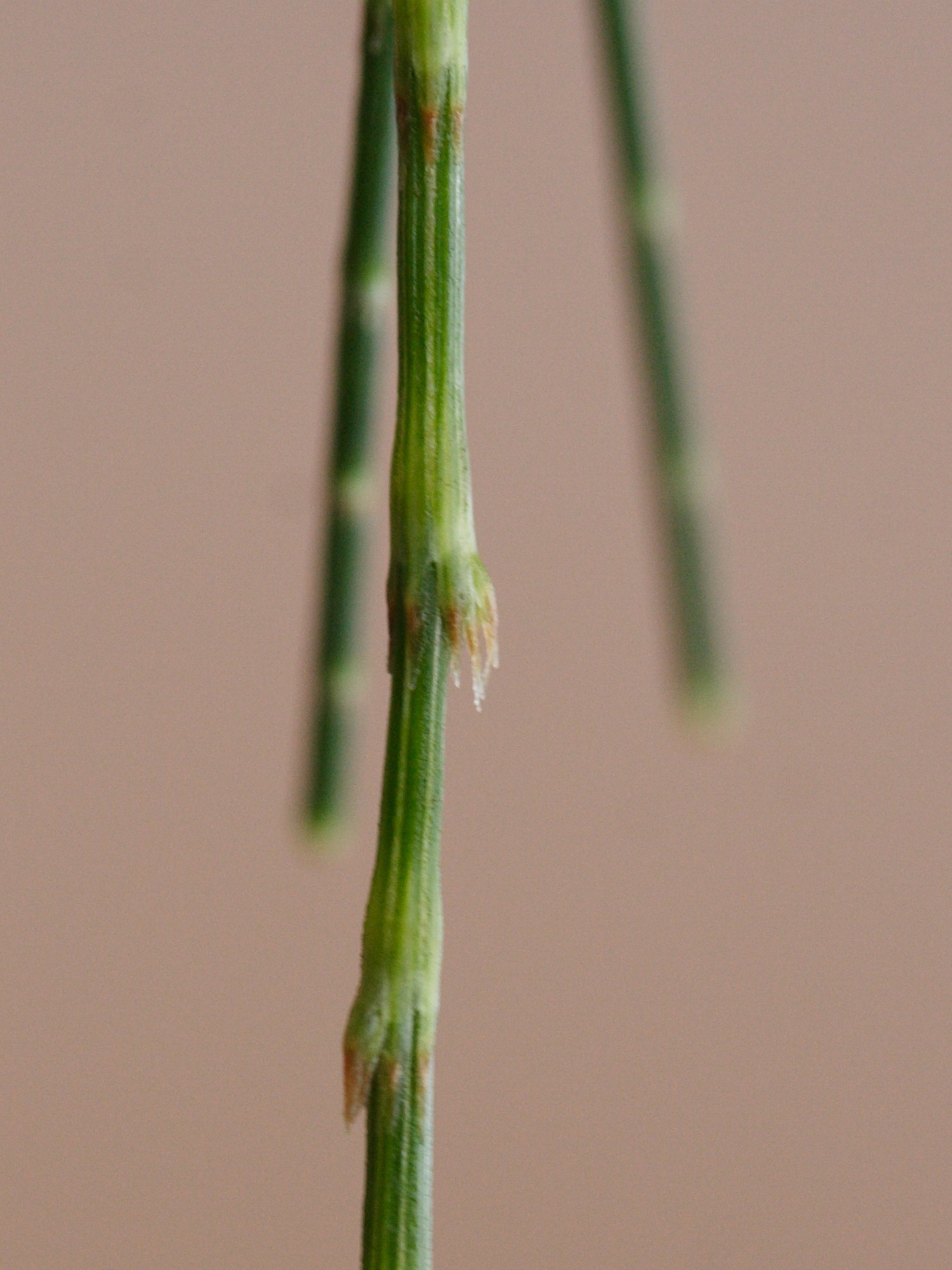 Afficher le média casuarina_cunninghamiana3md casuarina_cunninghamiana3md