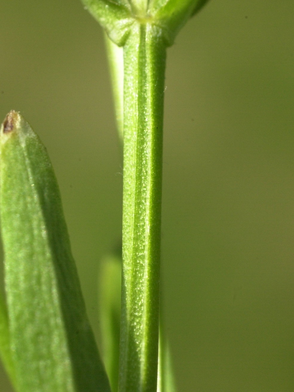 centaurium_littorale4amd