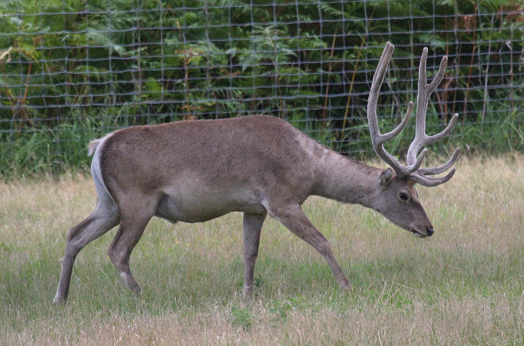 cervus_elaphus_yarkandensis2bd