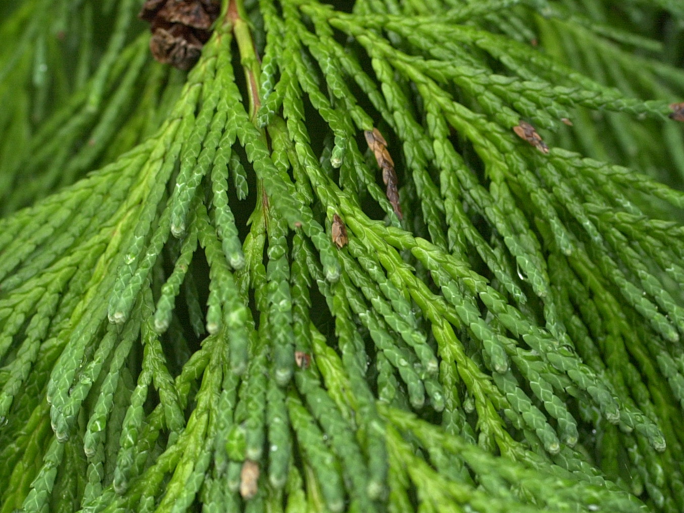 chamaecyparis_lawsoniana3md