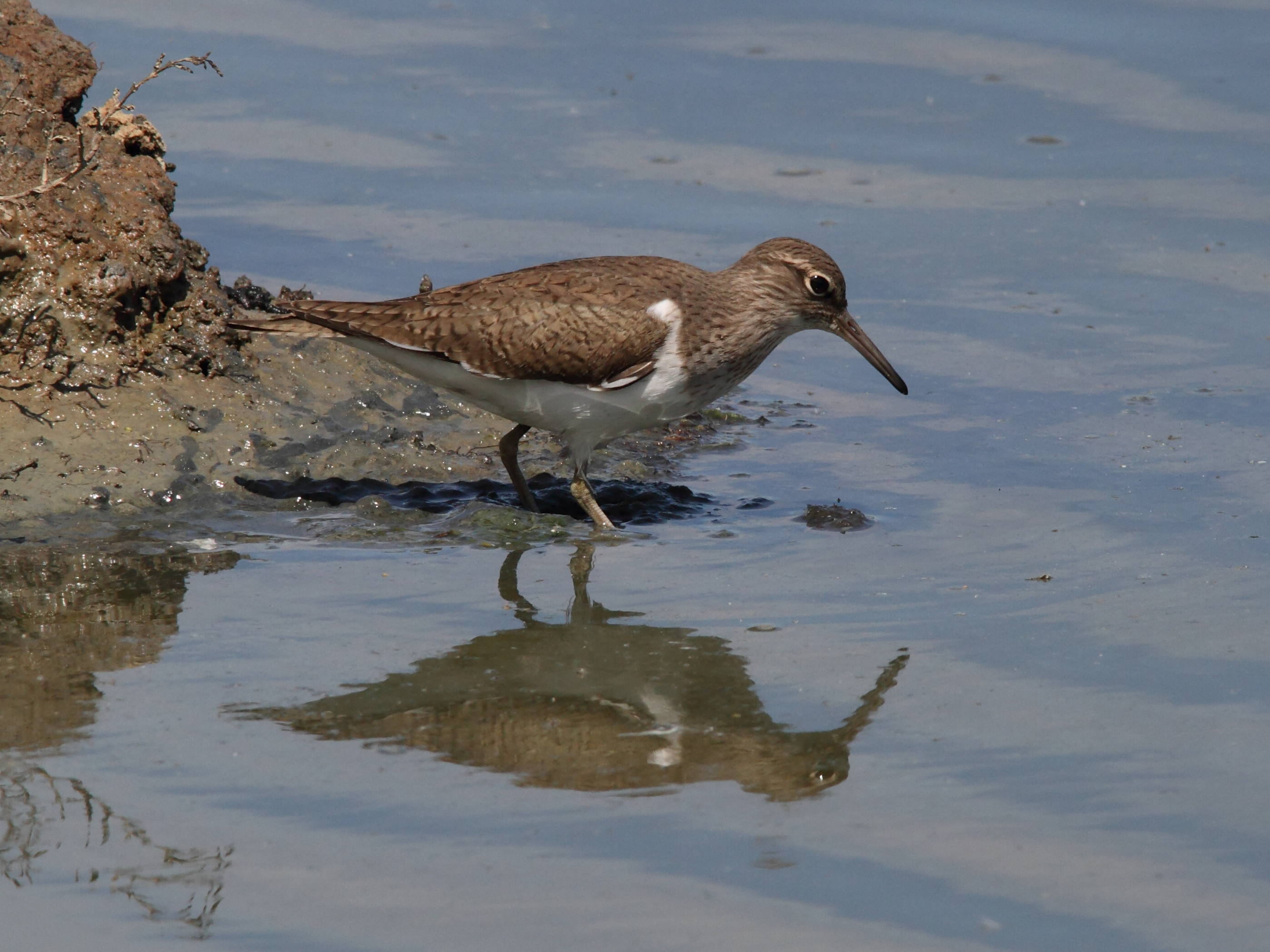 chevalier_guignette_-_actitis_hypoleucos1bd