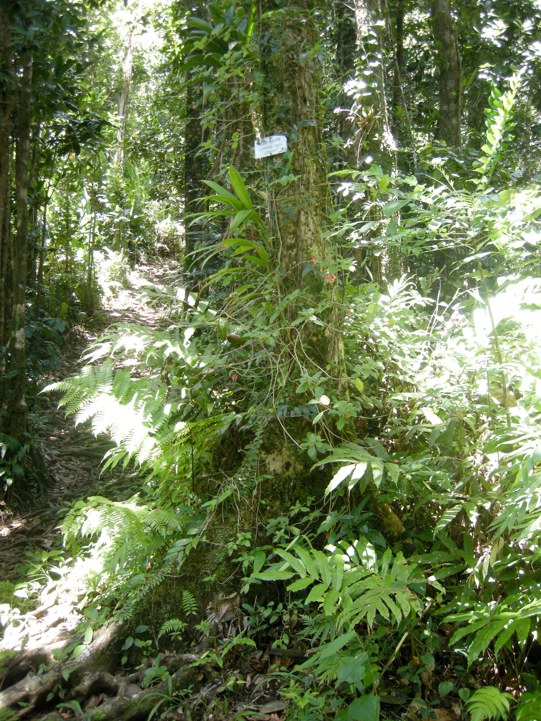 Afficher le média chimarrhis_cymosa2md chimarrhis_cymosa2md