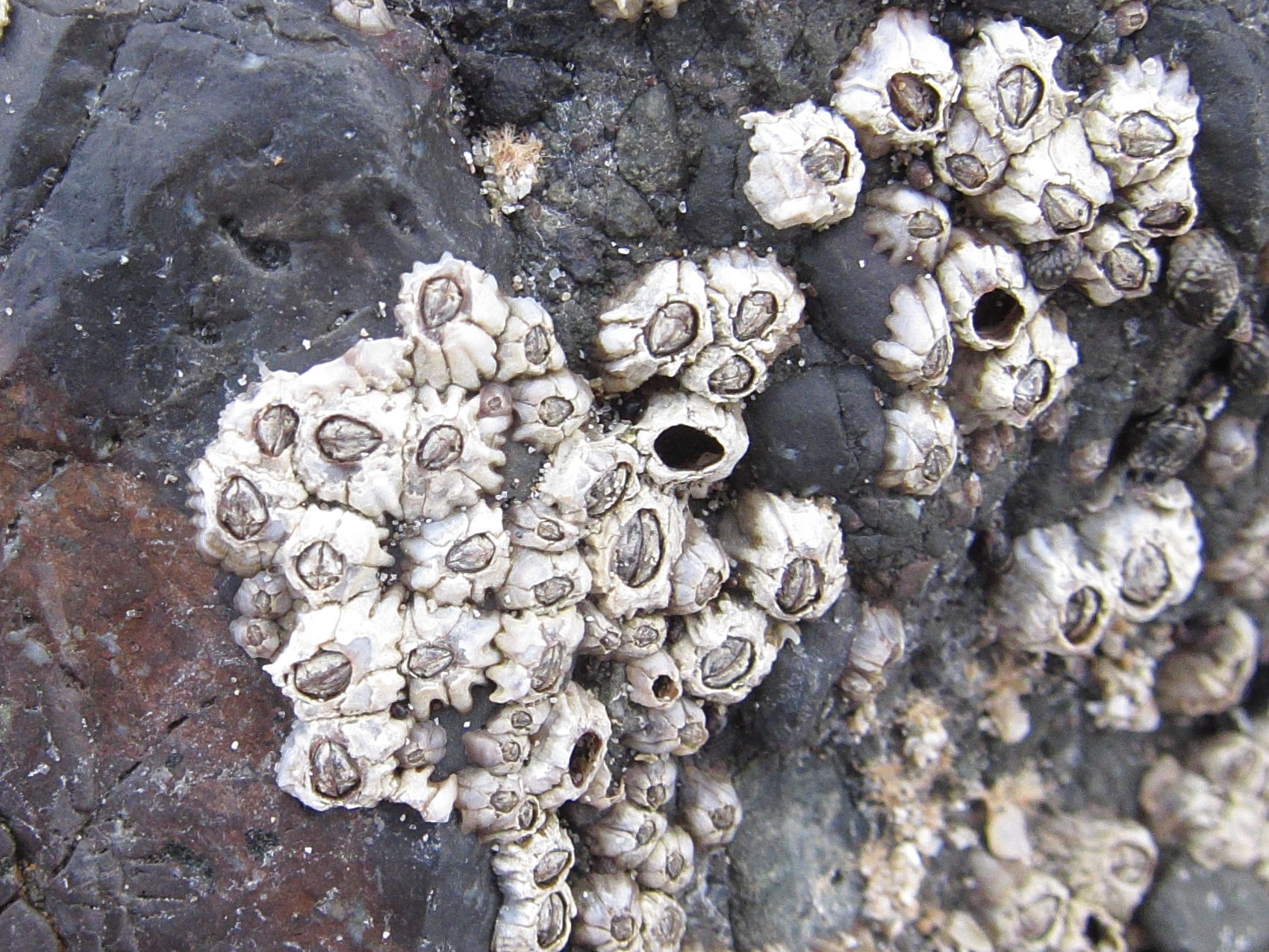 chthamalus_panamensis